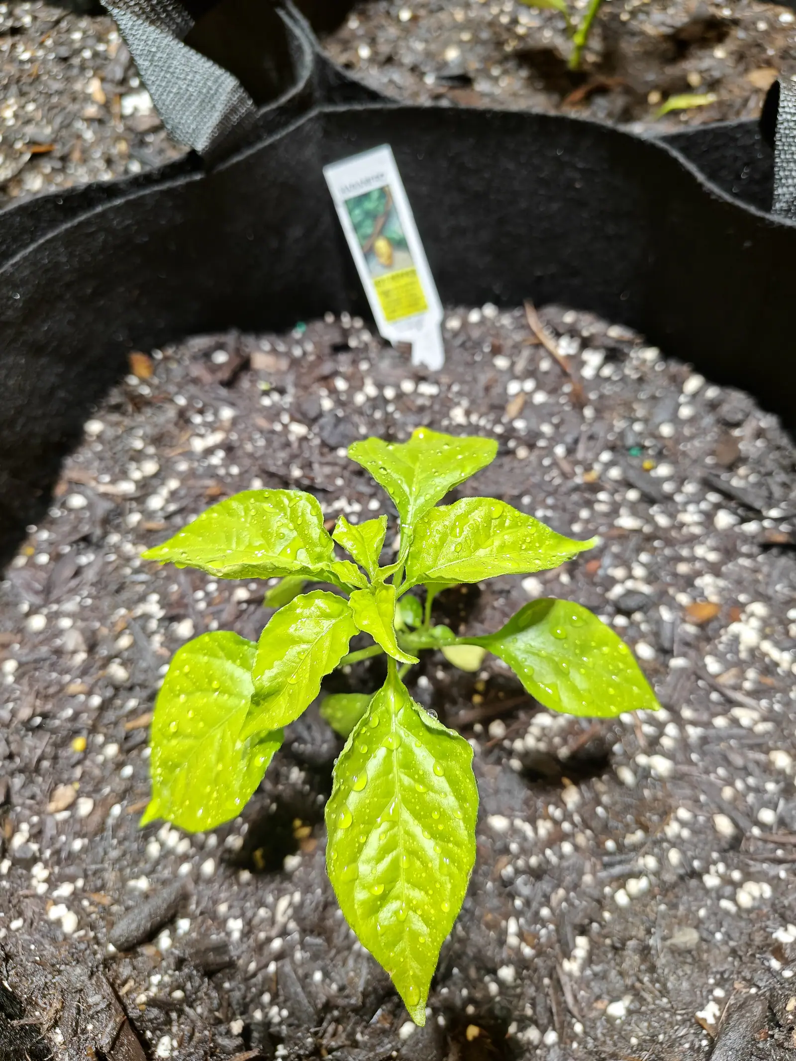 A Habanero pepper on 1 June, water standing in fat separate beads across leaves veined in a neat herringbone, two or three pinhead buds set in its first fork, and the bag rim throwing a solid black band over the top of the frame.
