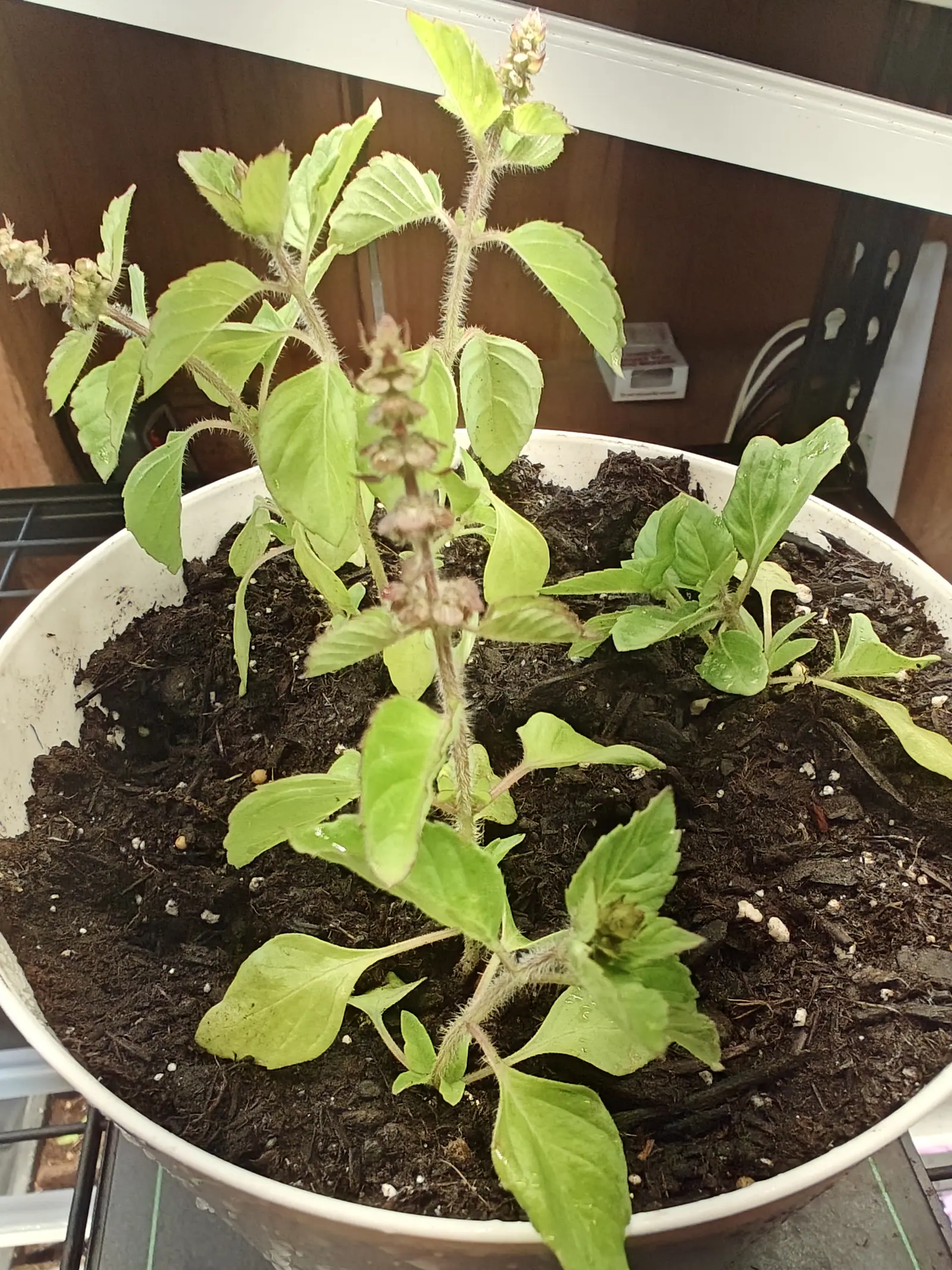 Holy Basil in flower on 1 June, its spikes built of separate whorls of pink-mauve calyces stacked up a hairy purple axis with the lowest whorls already dried to buff, every stem below them furred white and flushed purple-brown.