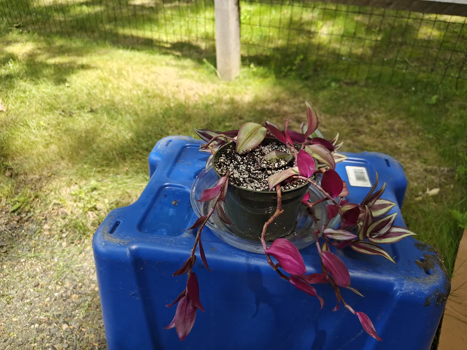 A Tradescantia zebrina out in full midday sun on 3 June, its stems trailing off a tote lid that glares white beside them, the magenta undersides turning every shoot wine-red from above and long bare stretches showing between leaf pairs.