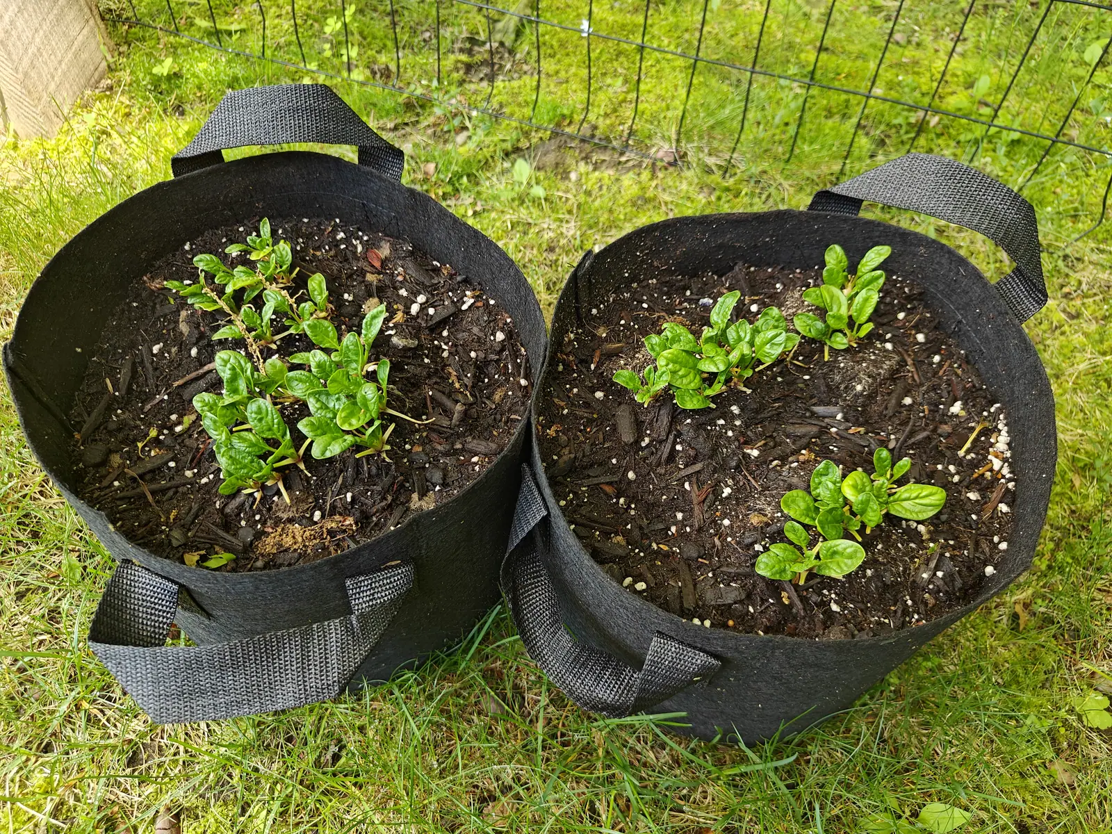 Baby Spinach on 26 May, each rosette flat to the ground with blistered spoon-shaped blades on pale petioles flushed red at the crown — and a dried catkin blown in off a tree lying draped right across the near clump in dappled sun.