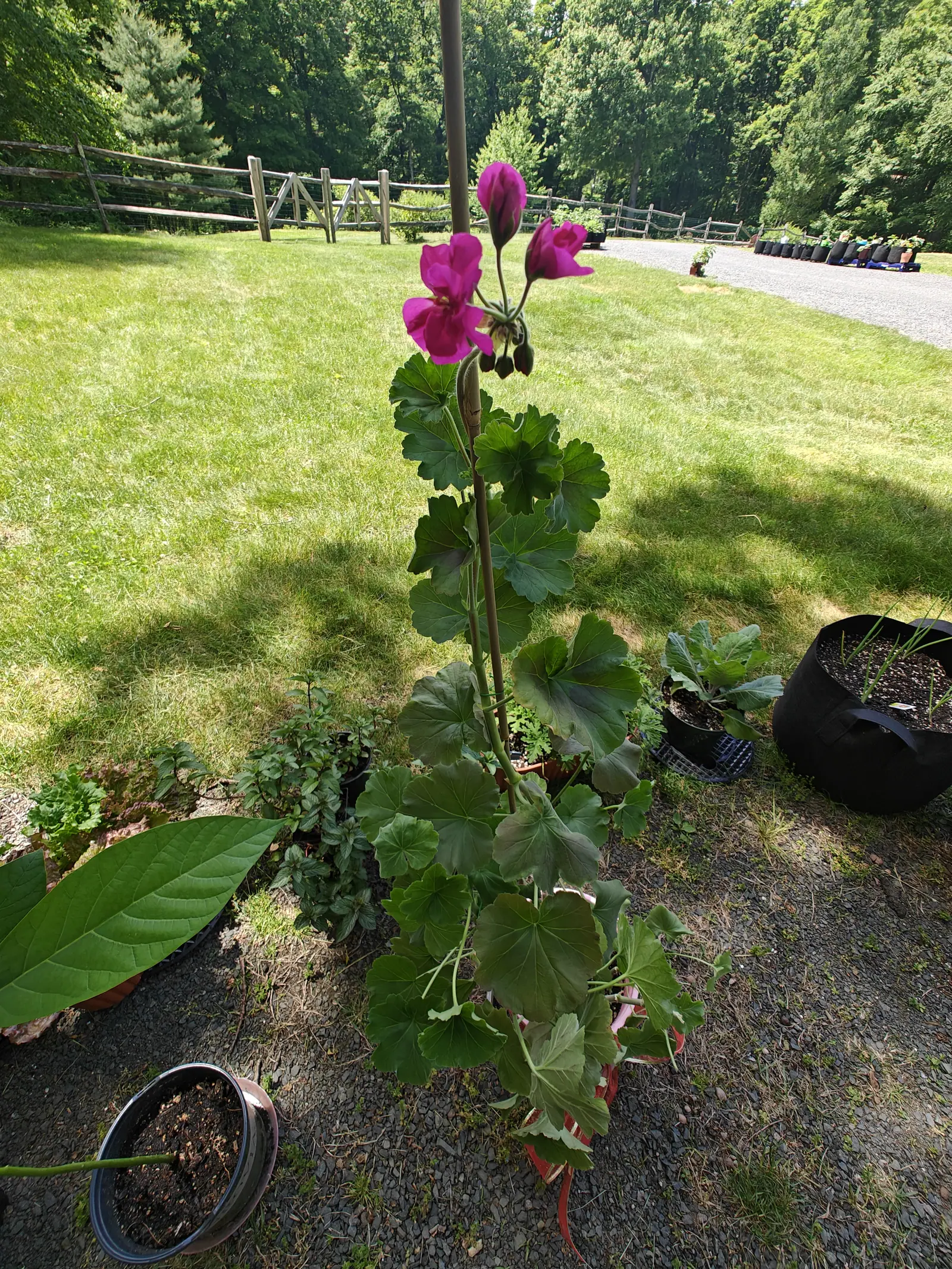 A geranium on 4 June shot down the length of its own leggy stem, so the magenta head sits smallest and farthest off — three flowers open above a nodding cluster of buds, their two upper petals swept back, the leaves stepping down toward the camera.