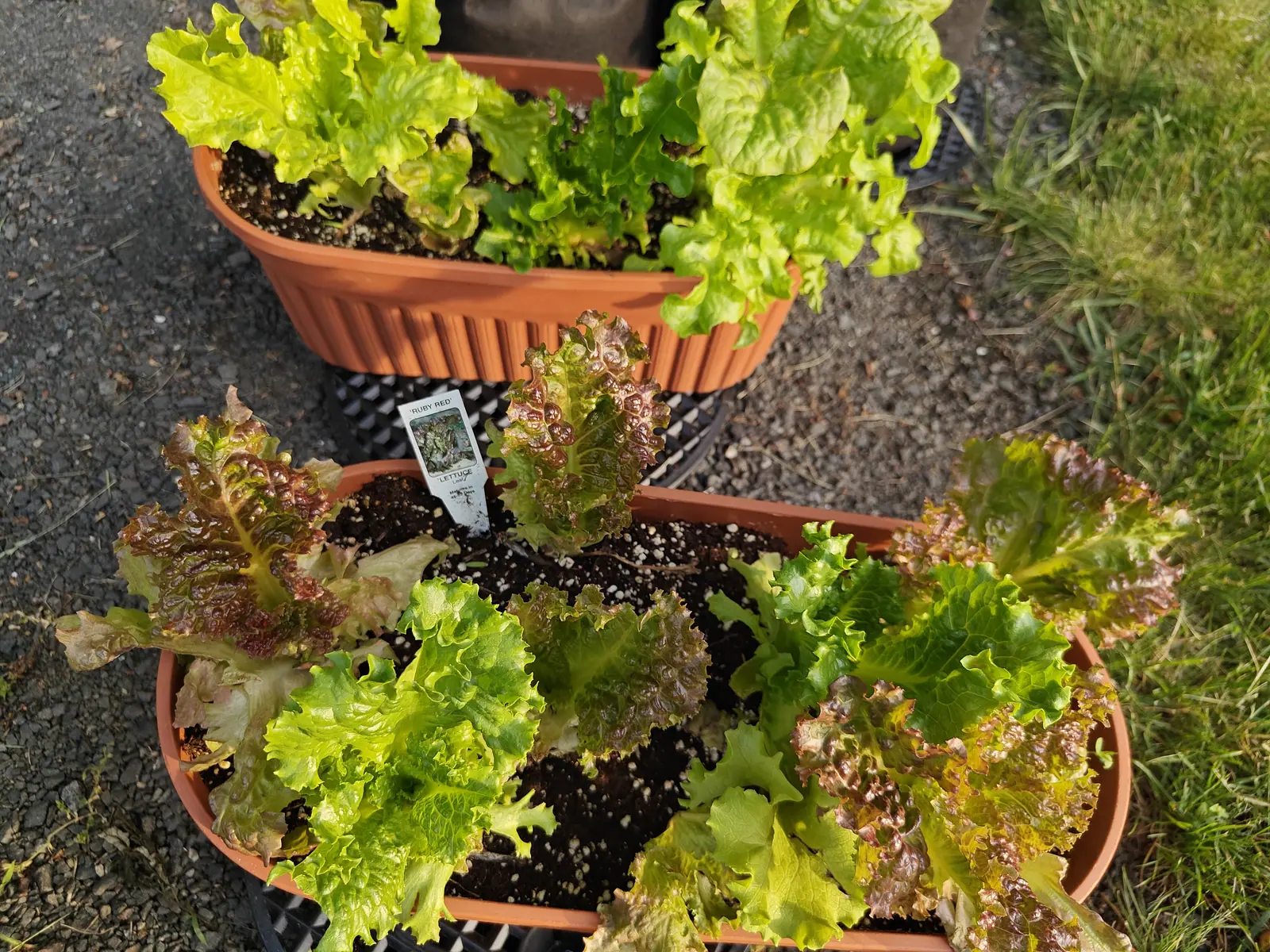 Ruby Red lettuce on 4 June, no hearts anywhere in it, the near trough running bronze to wine-red over crimped outer edges with yellow-green centers while the trough behind stays a uniform acid green, low sun firing every ruffled rim.