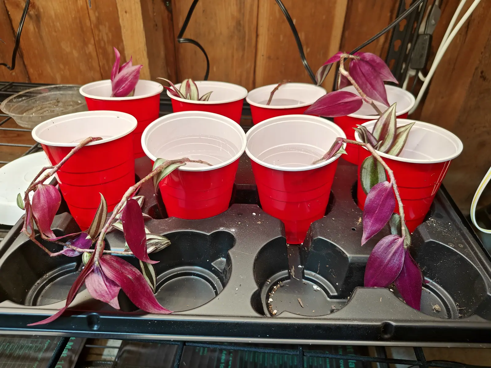 Eight Tradescantia zebrina cuttings on 4 June, each in water a third of the way up a red party cup — four still carrying leafy tips, four down to a bare stub, not a root showing anywhere and every cut end still pale and clean.