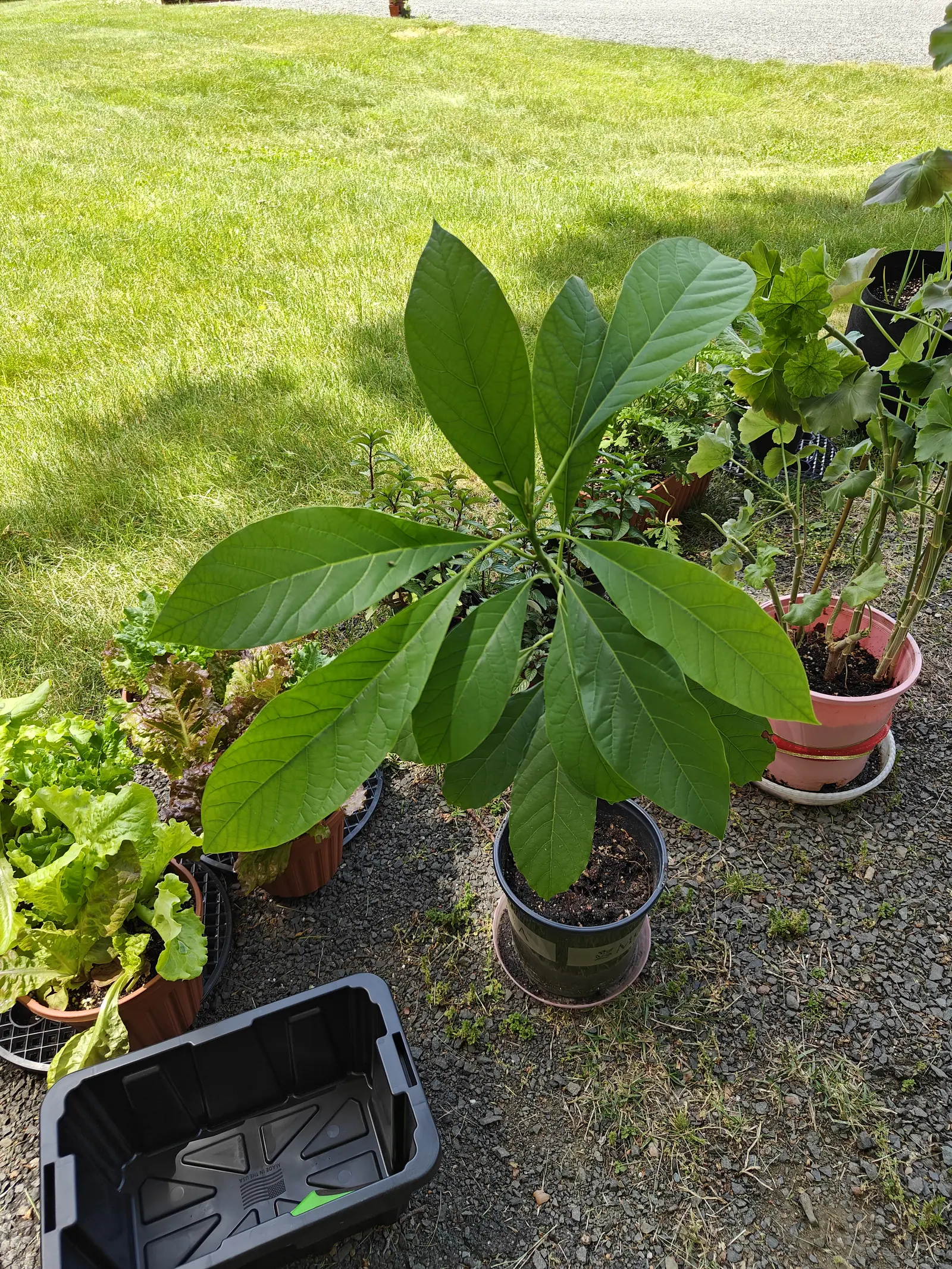 An avocado on 4 June, its whole crown carried in a spiral at the tip of one unbranched stem — a dozen leathery leaves held out almost flat, several folded down along their midribs, throwing hard-edged shadows onto the gravel at midday.