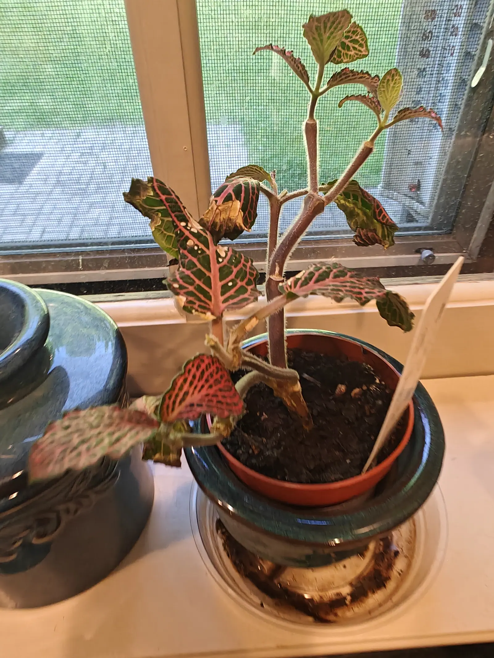 A Red Fittonia on 1 June, backlit through the window so the rose-pink mesh netting each olive leaf lights right up, its two bare hairy stems carrying a tuft only at the tip and brown water standing in the glazed pot around it.