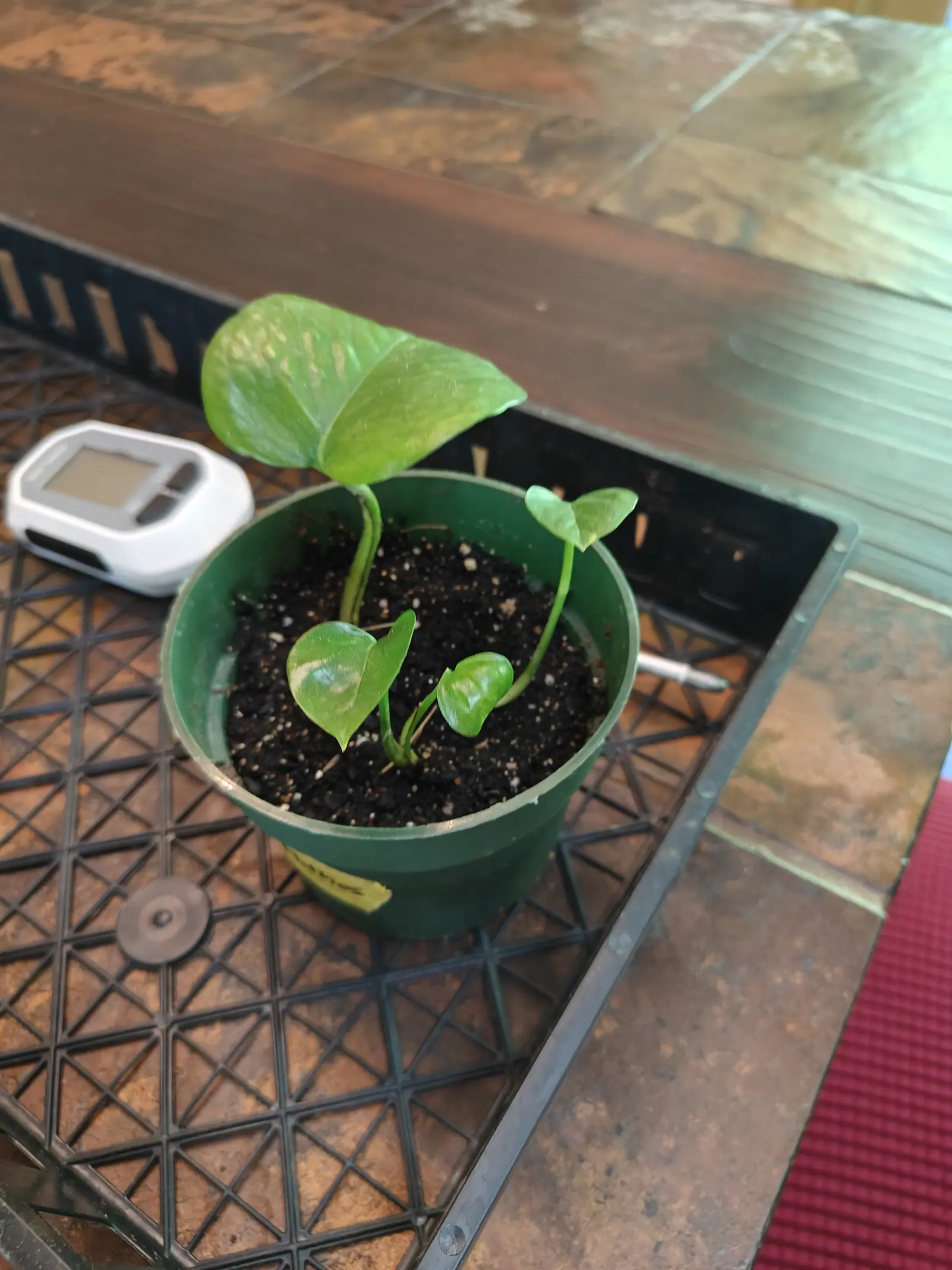 A Golden Pothos cutting on 1 June, one big heart-shaped leaf arching up on a long petiole above three still down at soil level, a whole quarter of that leaf washed cream where the variegation has run together into one patch.
