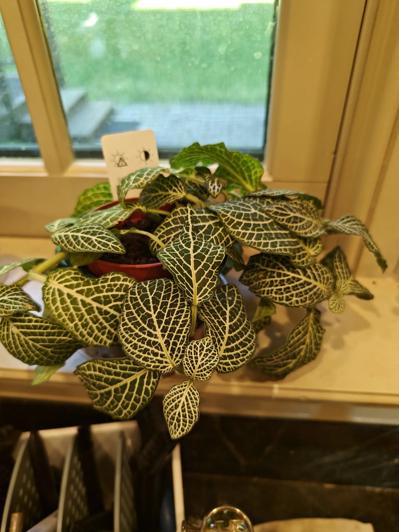 A Green Fittonia on 1 June, so full that the pot has disappeared under it and every forest-green leaf is netted to the margin with cream cross-veins — the near ones in shadow, the back rank rim-lit, one or two barely veined at all.