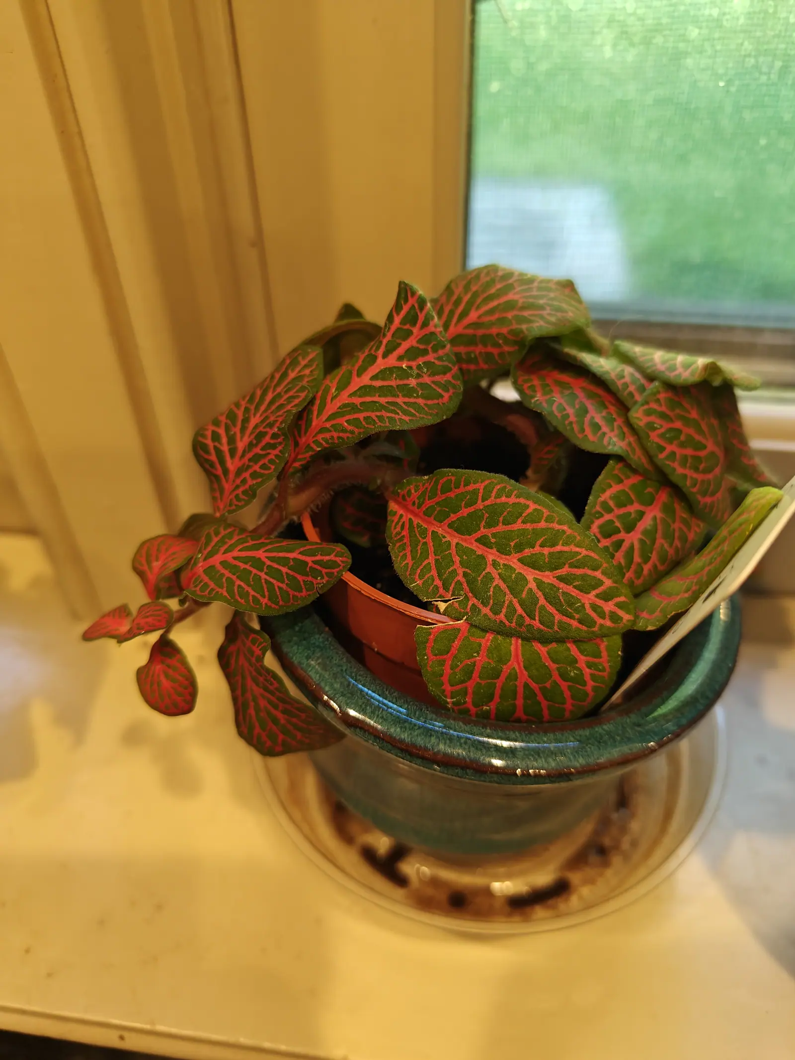 A Pink Fittonia on 1 June, its whole leaf surface taken over by a rose-red net that runs from a broad red midrib right out to the edge of the blade — one shoot broken out of the ring to trail left, hung with new leaves barely started.