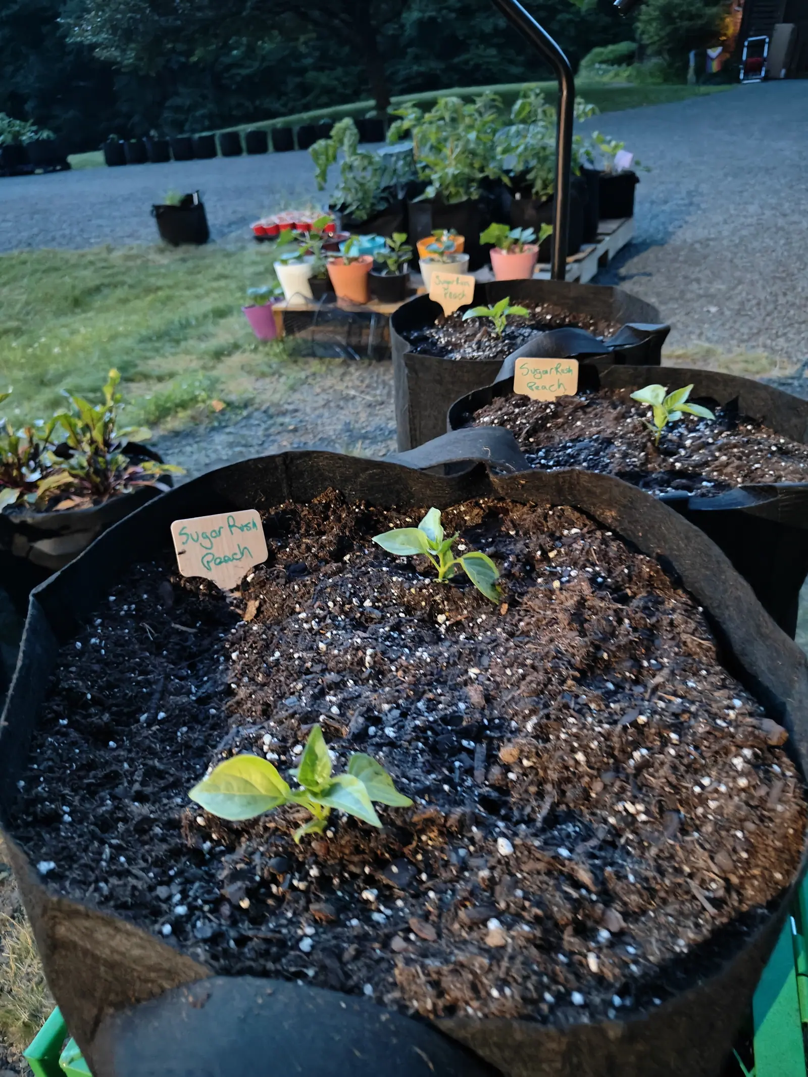 Sugar Rush Peach peppers on 3 June, two seedlings to a bag and set so far apart that the mix reads bare around them, photographed at failing blue dusk with the gravel gone gray and one lit window in the trees behind.