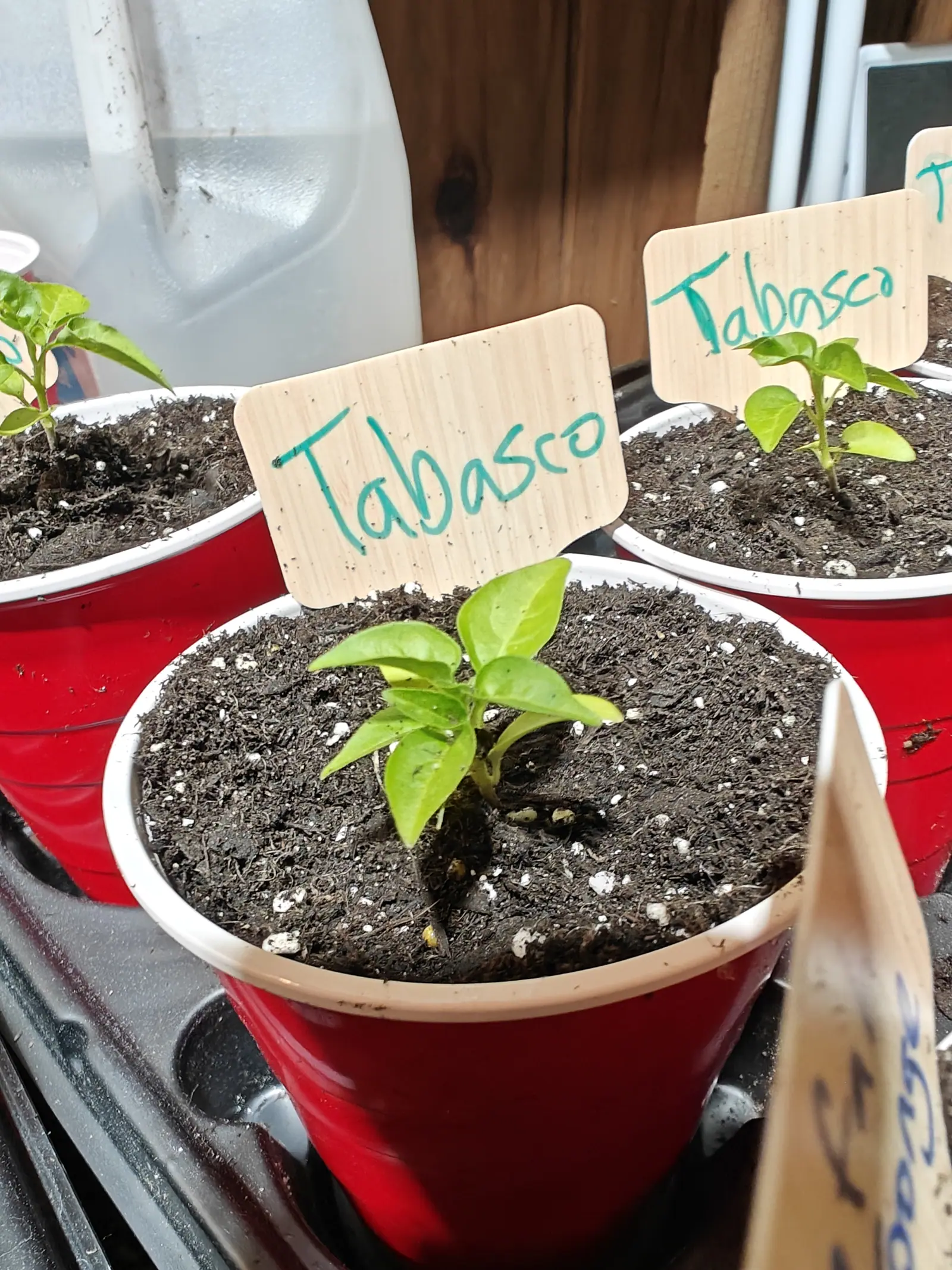 A Tabasco pepper on 5 June, seven leaves in a party cup with its growing point still a tight little cluster at the top, the shed seed coat caught at the base of the stem and a green film of algae spreading over the soil there.