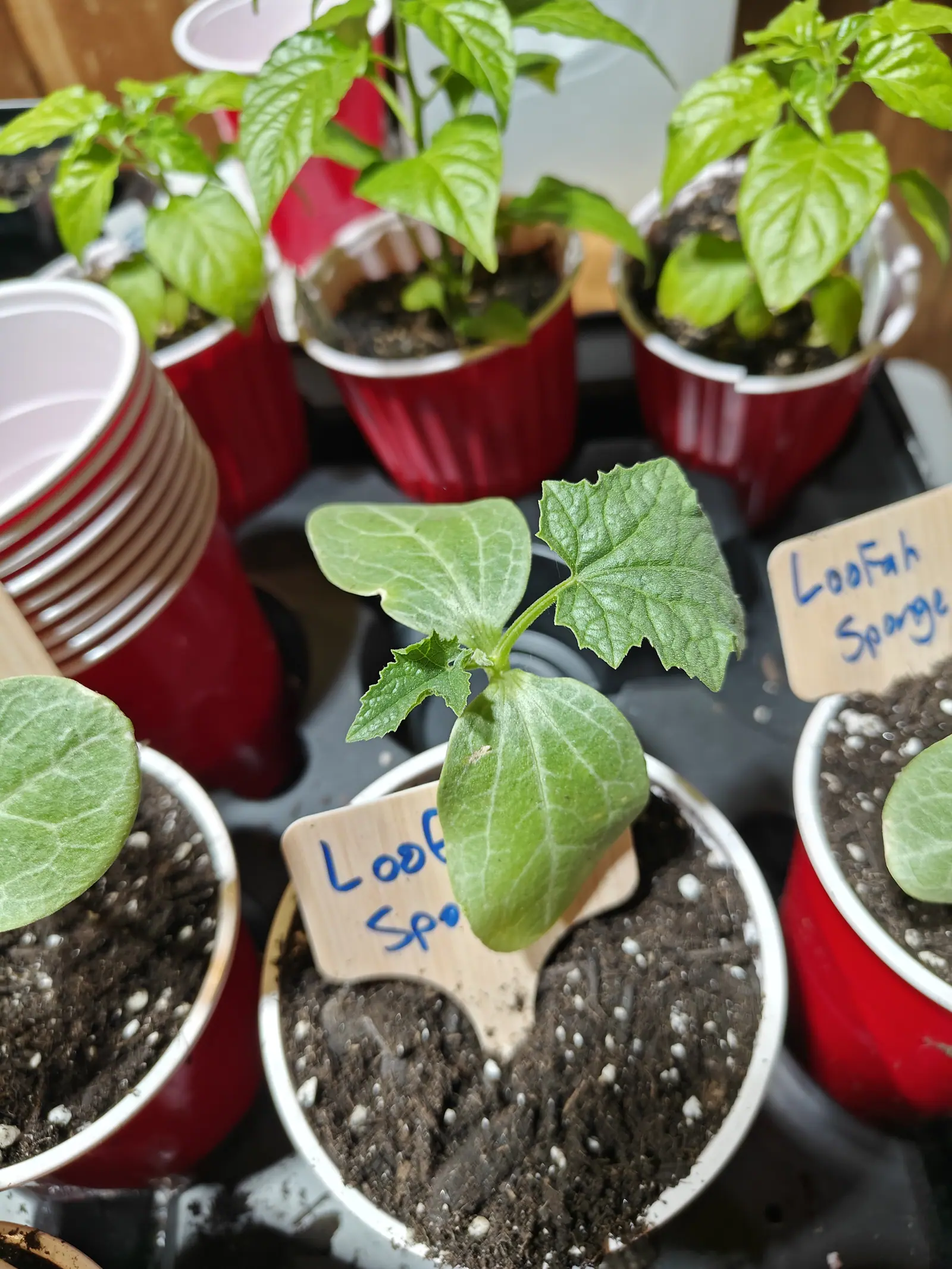 Two true leaves up on 5 June, angular and coarsely saw-toothed above a pair of seed leaves still fat and cupped, and a third leaf still crumpled at the crown — behind it, a stack of empty cups tipped over on its side.