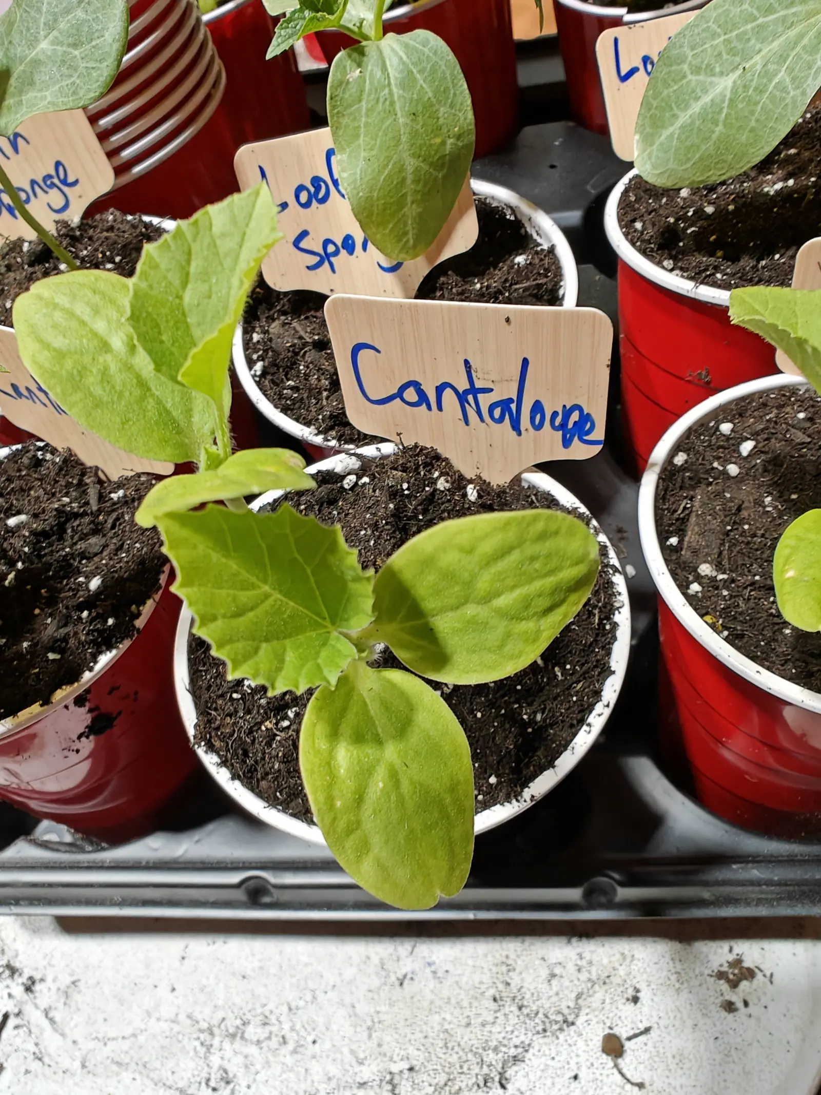 Five or six cups on 5 June, each holding the same plant at exactly the same stage — the nearest with its first true leaf fully open and a second still rolled behind it, both held above a pair of fat pale cotyledons.