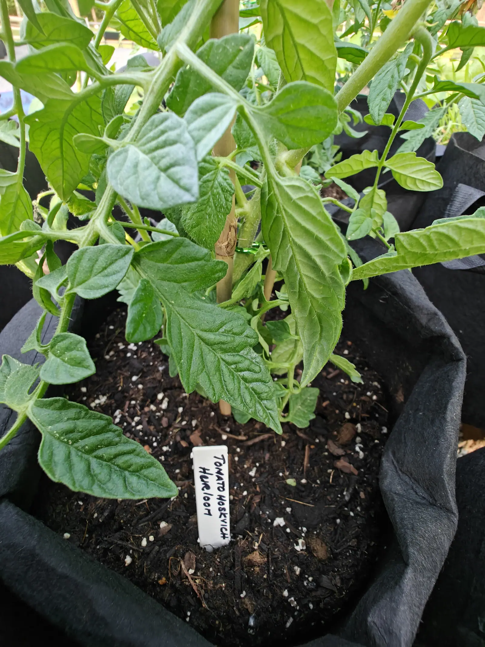 A Moskvich Heirloom on 5 June, shot from soil level so the plant arches right over the top of the frame — side shoots already breaking at several axils and every stem and leaf edge furred white where the light runs along it.