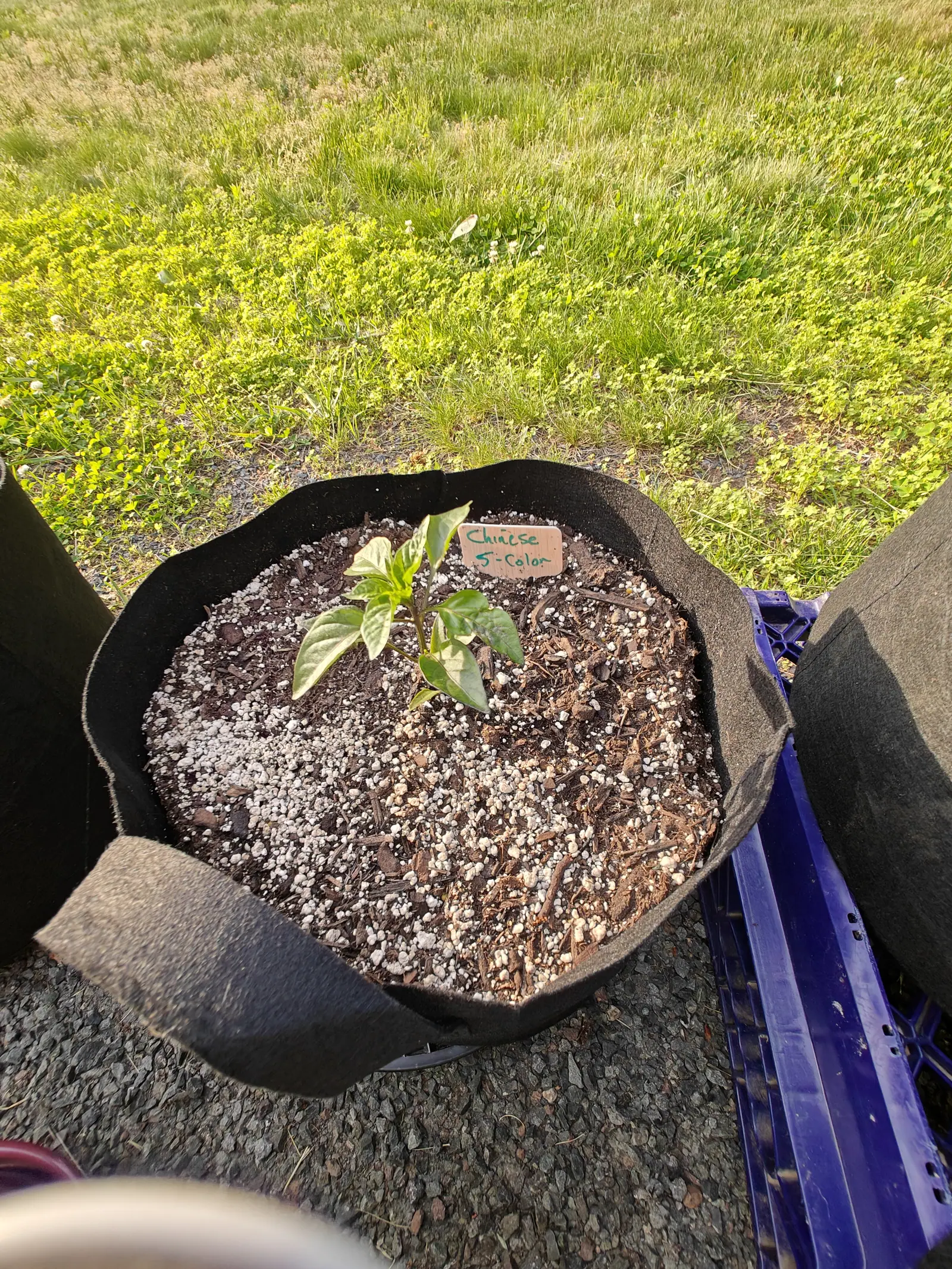 A Chinese 5-Color pepper on 5 June, eight leaves and its first fork, alone in a bag whose surface has split into two zones — dark compost across the top, a broad pale drift of perlite below it — in low warm late sun.
