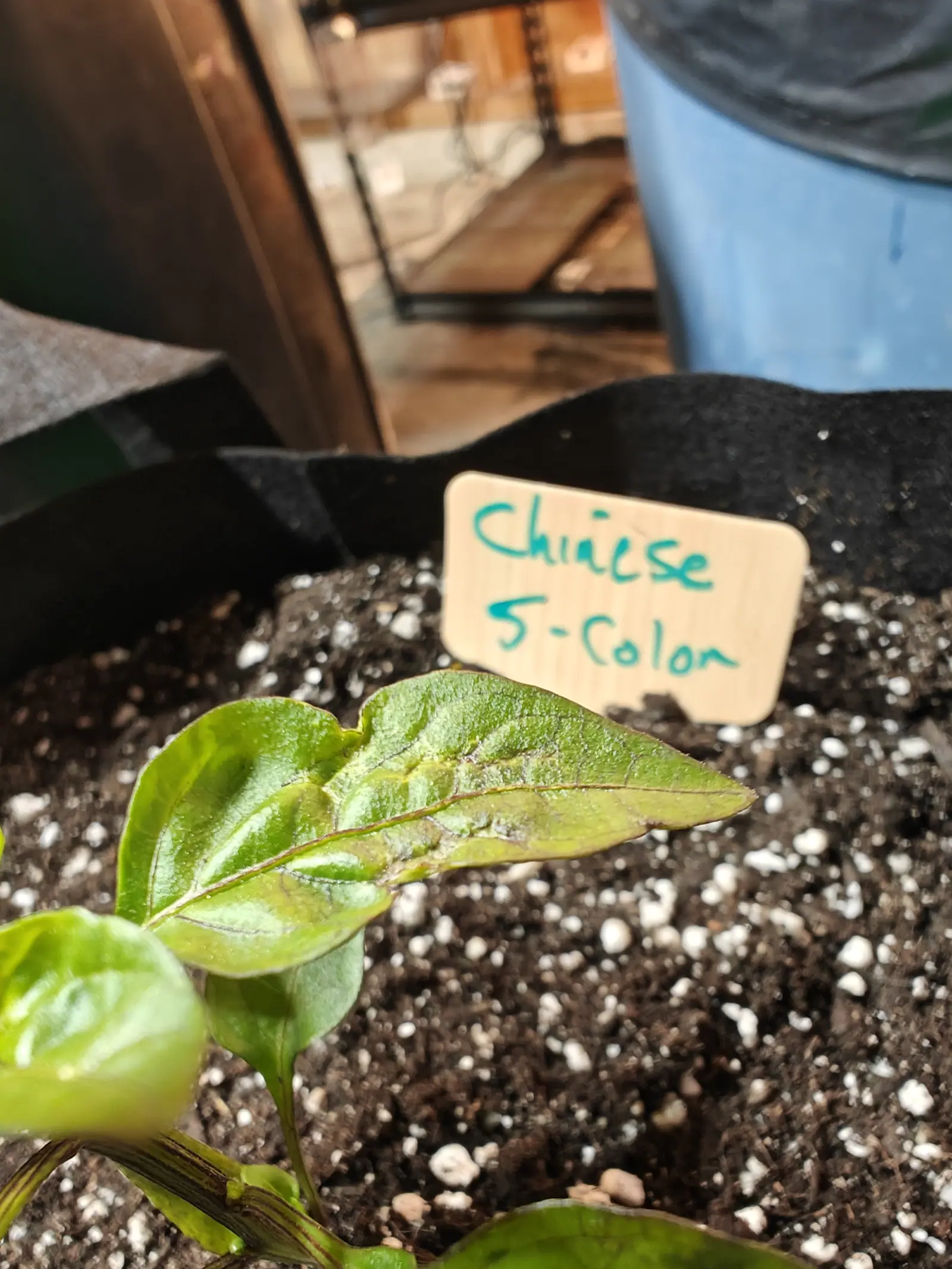 A Chinese 5-Color pepper on 3 June, shot almost at soil level, its veins picked out in a dark purple-maroon that runs right down the leaf stalk and into the stem, the blades faintly silvered where the light skims across them.