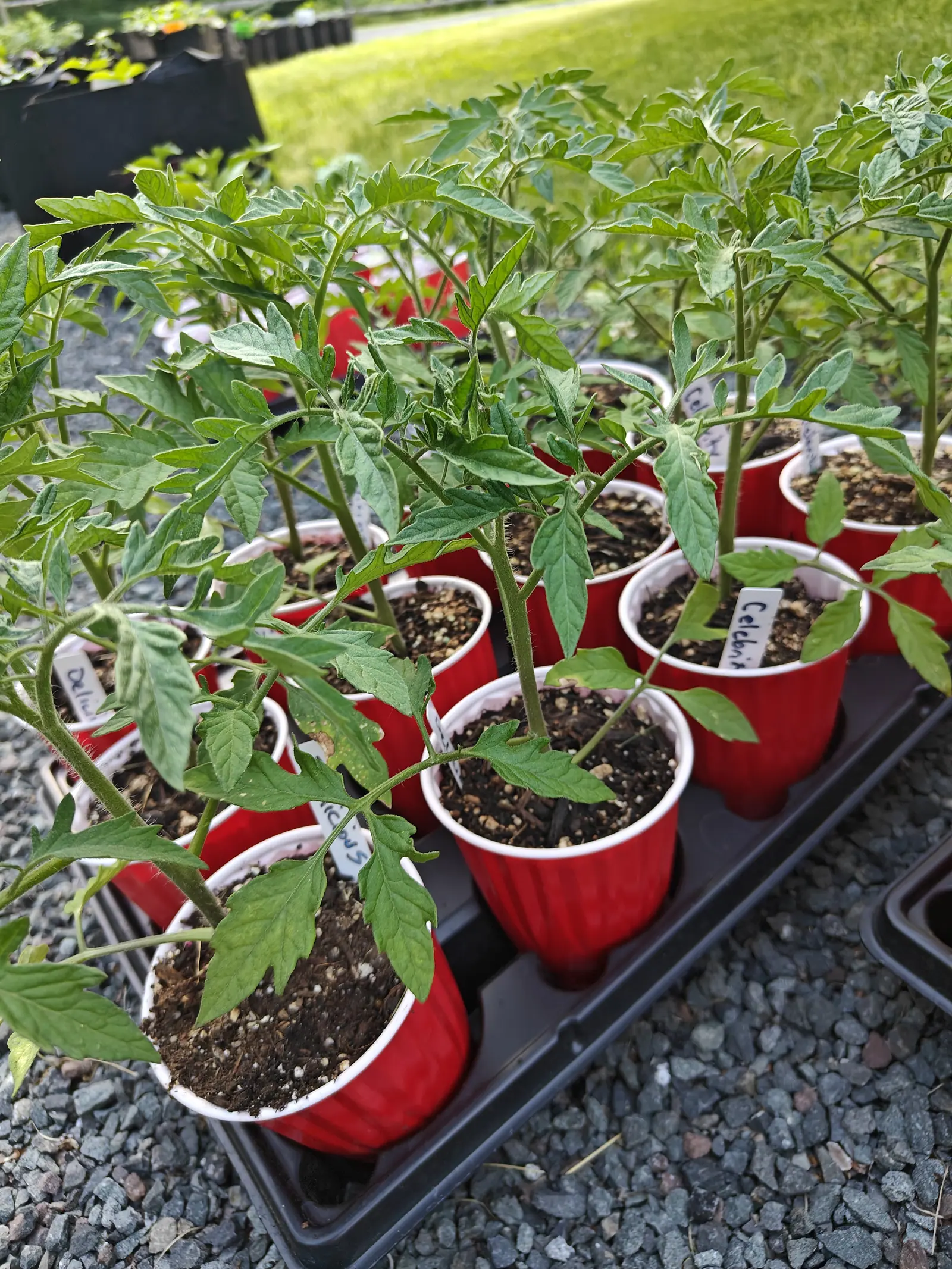 A tray of Celebrity tomatoes on 5 June, ten cups grown so far together that the foliage reads as one mass, side shoots already breaking from every axil, and one cup gone empty where its plant has leaned right out of the frame.