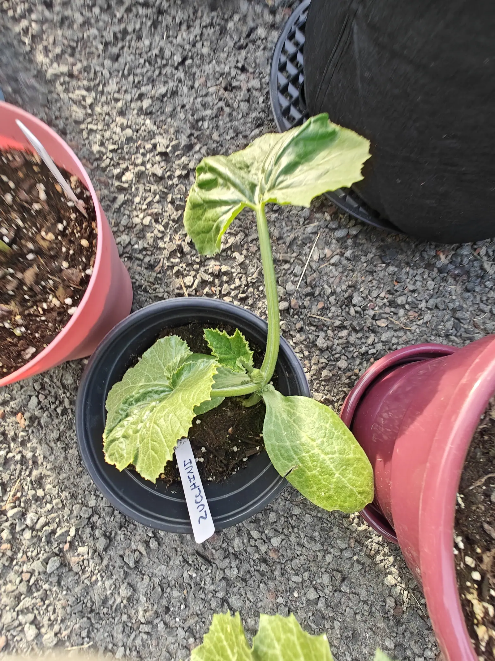 One lopsided seedling on 5 June, its longest stalk carrying a leaf clean out of the top of the frame while two more lie low across the mix beside a single flat seed leaf, everything paler than the plants around it on wet gravel.