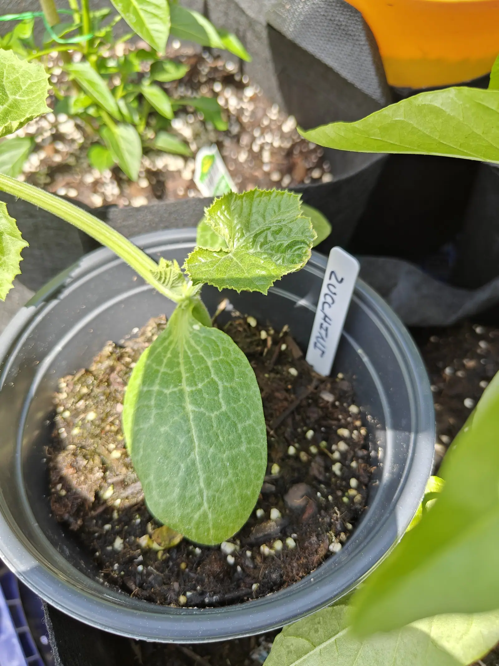 Shot down into a clear pot the sun glares off on 6 June, the first true leaf fully open on a thick ridged stalk above a single flat oblong seed leaf, the next still wound into a crumpled bud and algae greening one corner.