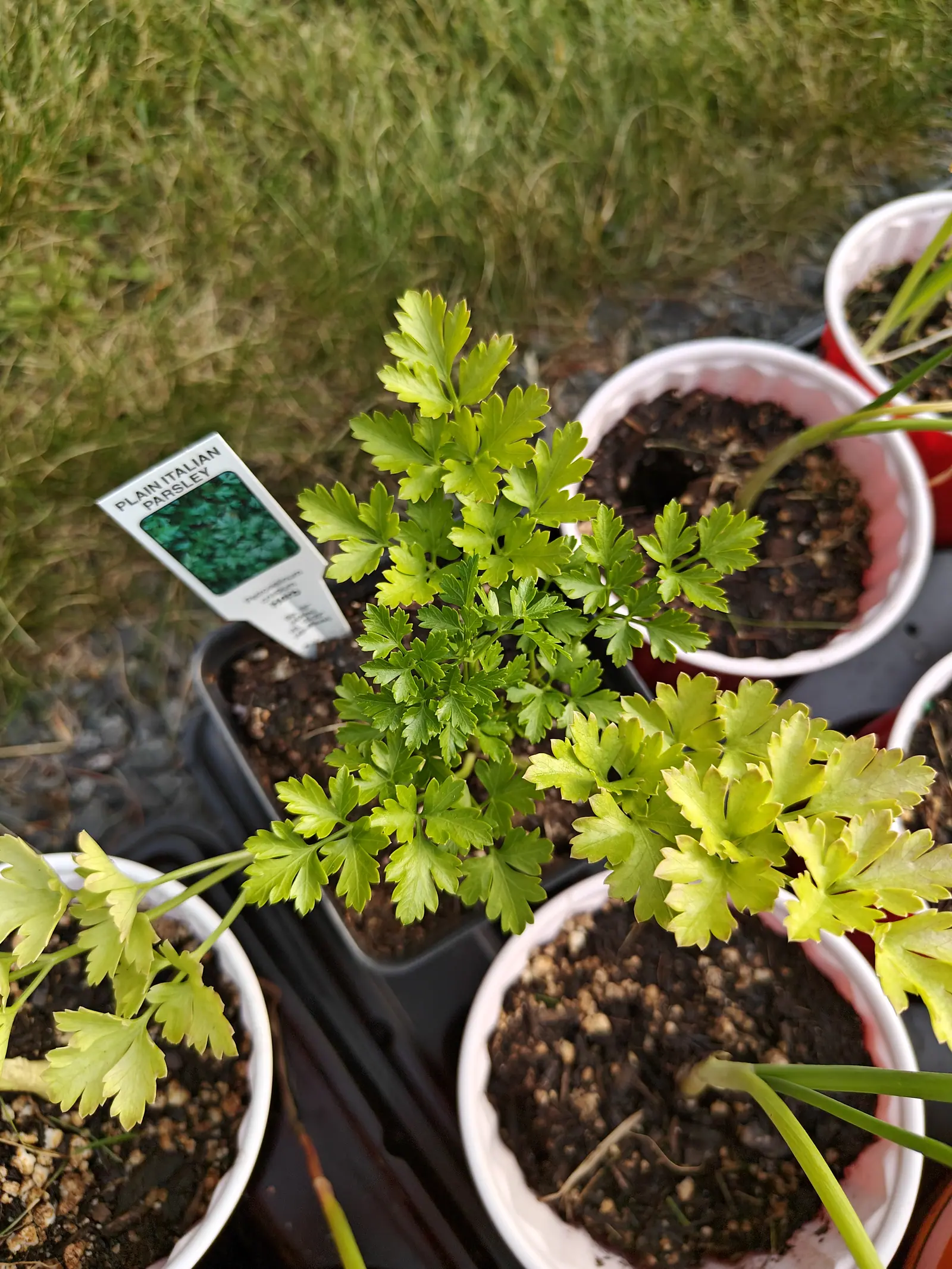 Italian Parsley on 5 June, thirty leaves in a low mound with the newest shoots at the middle a deeper green and more finely cut than the bright yellow-green outer ones, each leaflet flat and glossy and cut into a few big sharp teeth.