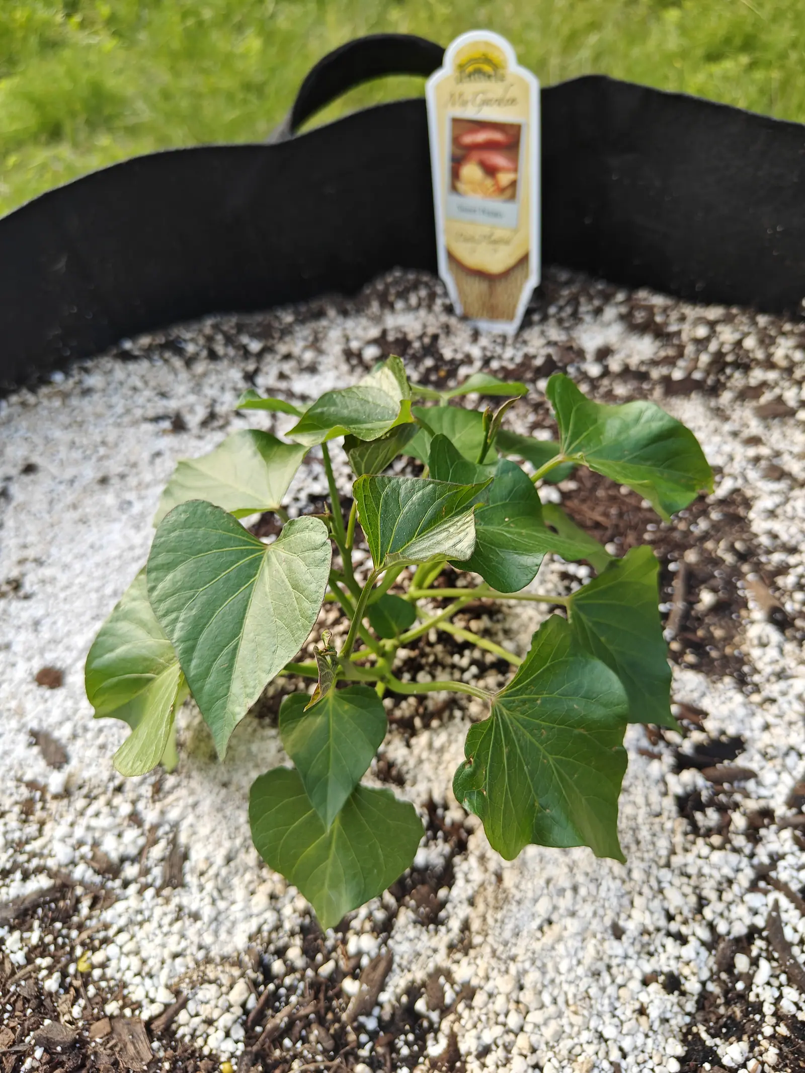 A sweet potato slip on 5 June, eight leaves off one crown and no two shapes alike — some plain broad hearts with a deep notch at the base, others on the same plant cut into three angular lobes, one turned over to show a paler underside.
