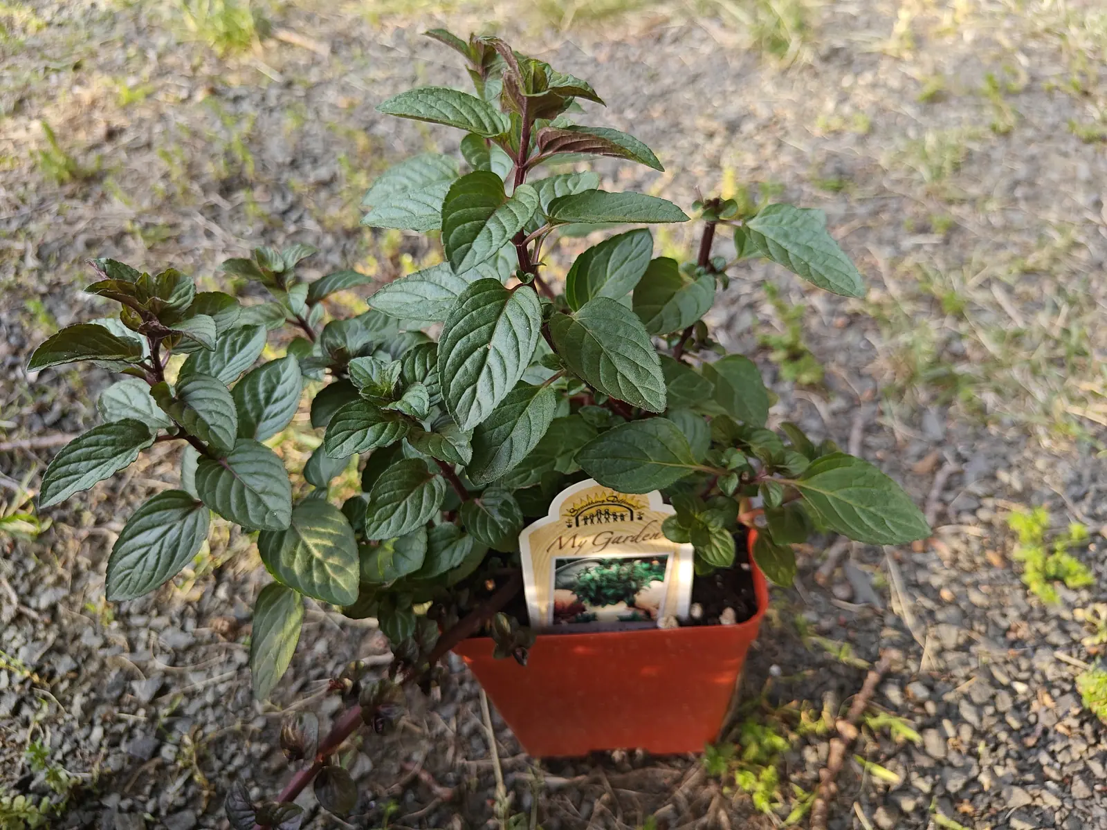 On 5 June this plant has spread three times the width of its own pot, its stems dark red-purple and ridged down every angle, the youngest leaf pairs cast bronze — and one runner escaped flat across the gravel, rooting at each node.
