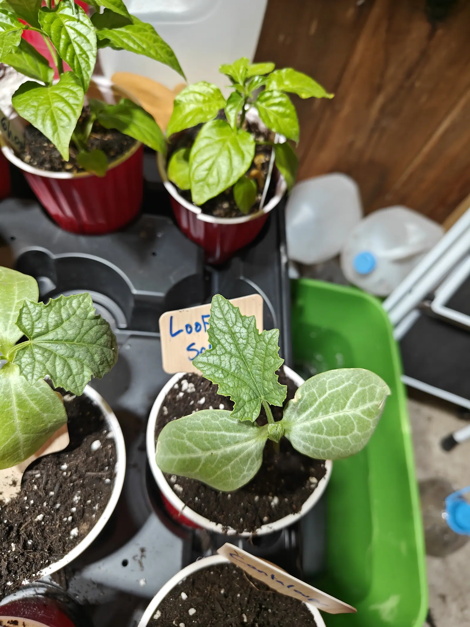 One seedling on 5 June, a single true leaf standing straight up between two thick blue-green seed leaves held flat — the new blade cut into pointed lobes, its silvery veins standing out in relief and the surface puckered between them.
