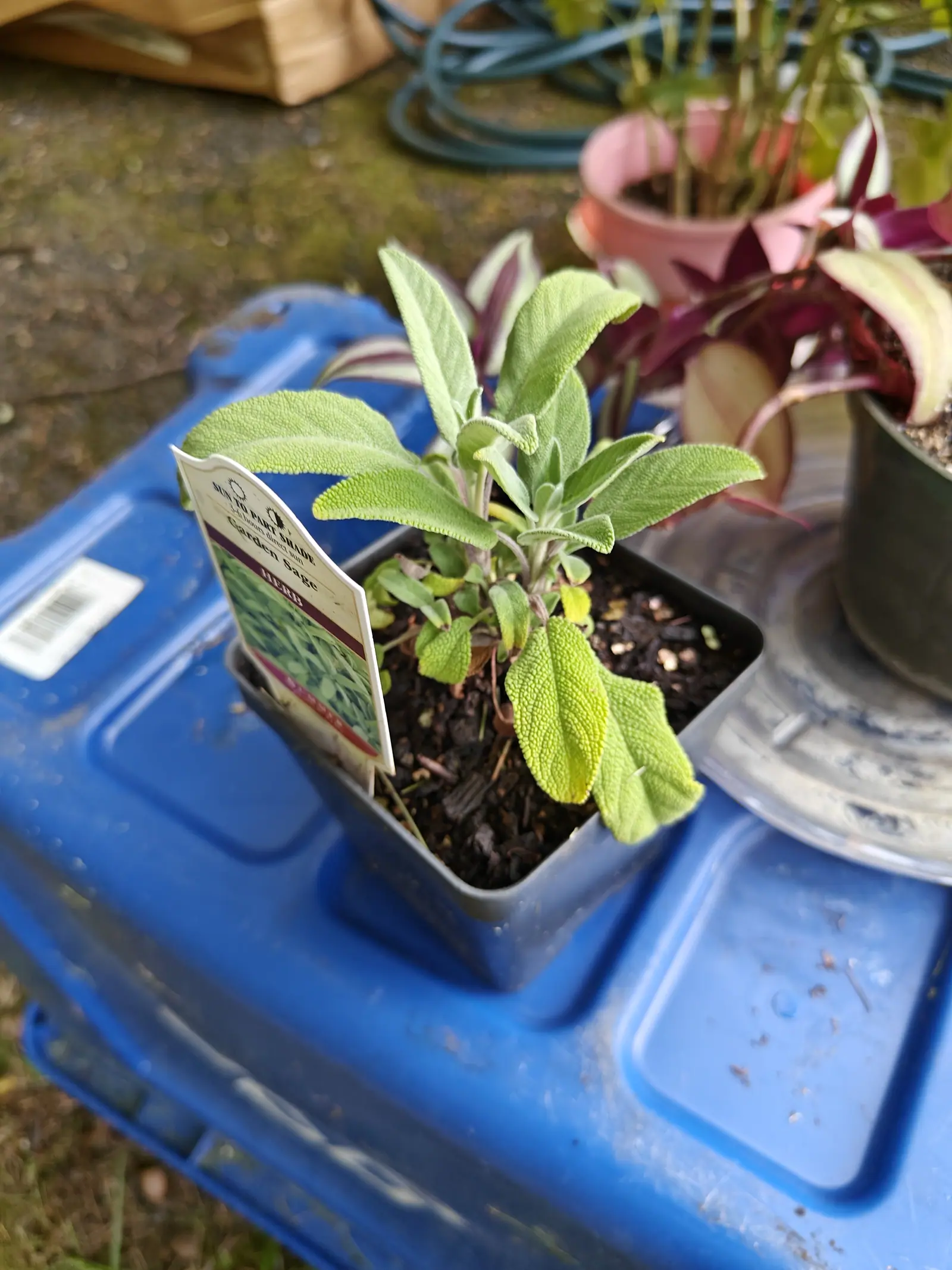A garden sage on 5 June, six or seven pebbled gray-green leaves off one woody crown, the fine white down over them thickest on the new growth at the center and silvering wherever the light skims across a blade.