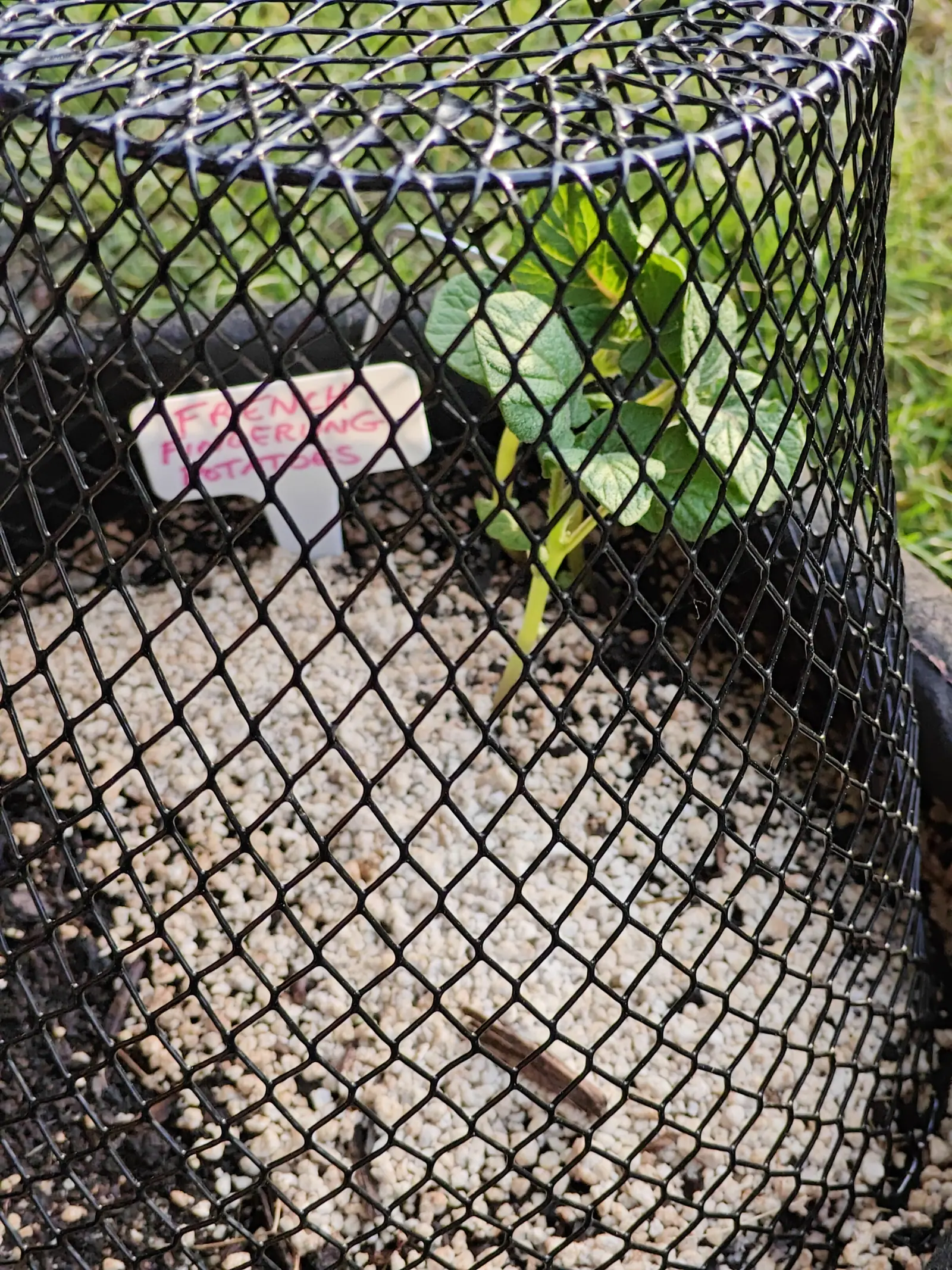 Fingerling potatoes on 5 June, the whole frame shot through the diamond mesh wrapped around the bag so the netting is the strongest thing in it — and inside, one shoot up at the far rim with its quilted leaflets, nothing else through yet.