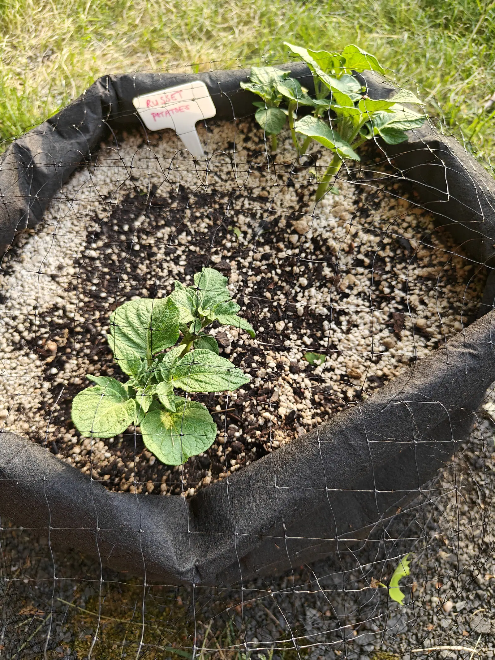 Russet potatoes on 5 June, two plants up through bird netting draped loose across the bag, dappled sun printing the grid of it right across a wide pale sheet of perlite, one shoot already pushing out through the mesh.