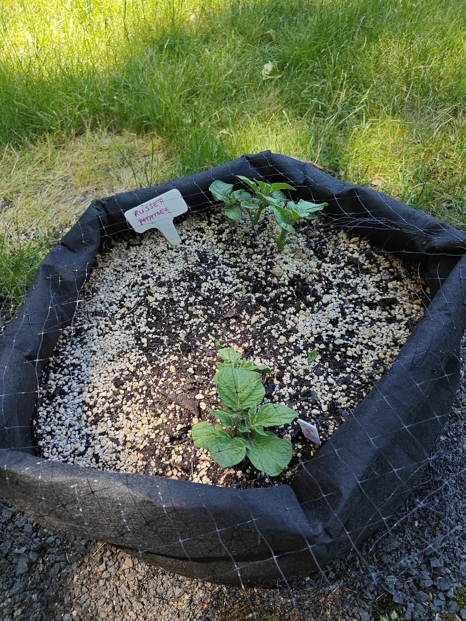Russet potatoes on 6 June, seen from further back with the netting hanging down the sides of the bag — two plants well apart, quilted leaflets stepping down in size toward each shoot tip, low sun firing the long grass behind to yellow-green.