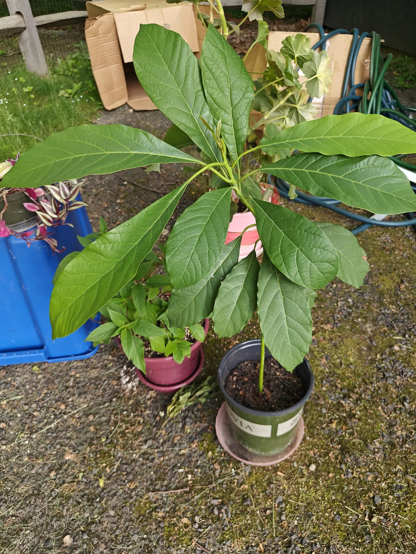 An avocado on 5 June, its stem still soft and green rather than woody, a dozen big leaves spiraling out from the top of it and hanging folded along their midribs — and a pair of pale new ones only just opening at the very tip.
