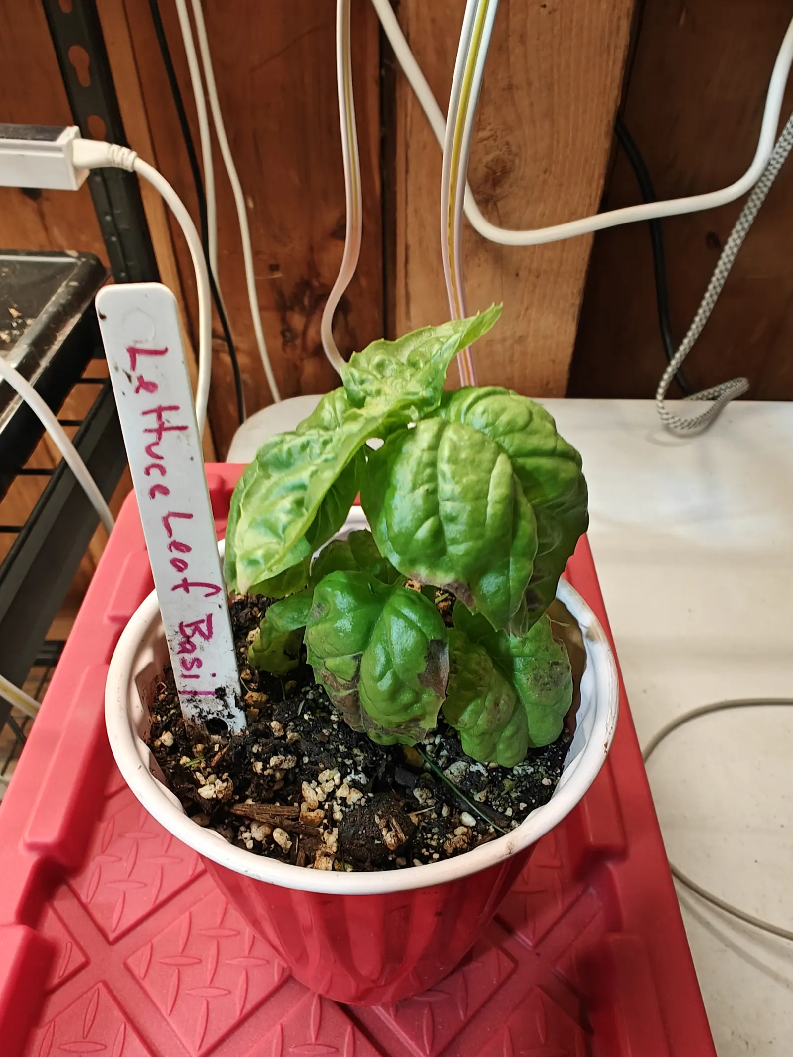 A Lettuce Leaf basil on 3 June, six broad glossy blades blistered up hard between their sunken veins, standing on an upturned step-stool under a grow light with a tangle of white and pink and yellow cords across the frame above.
