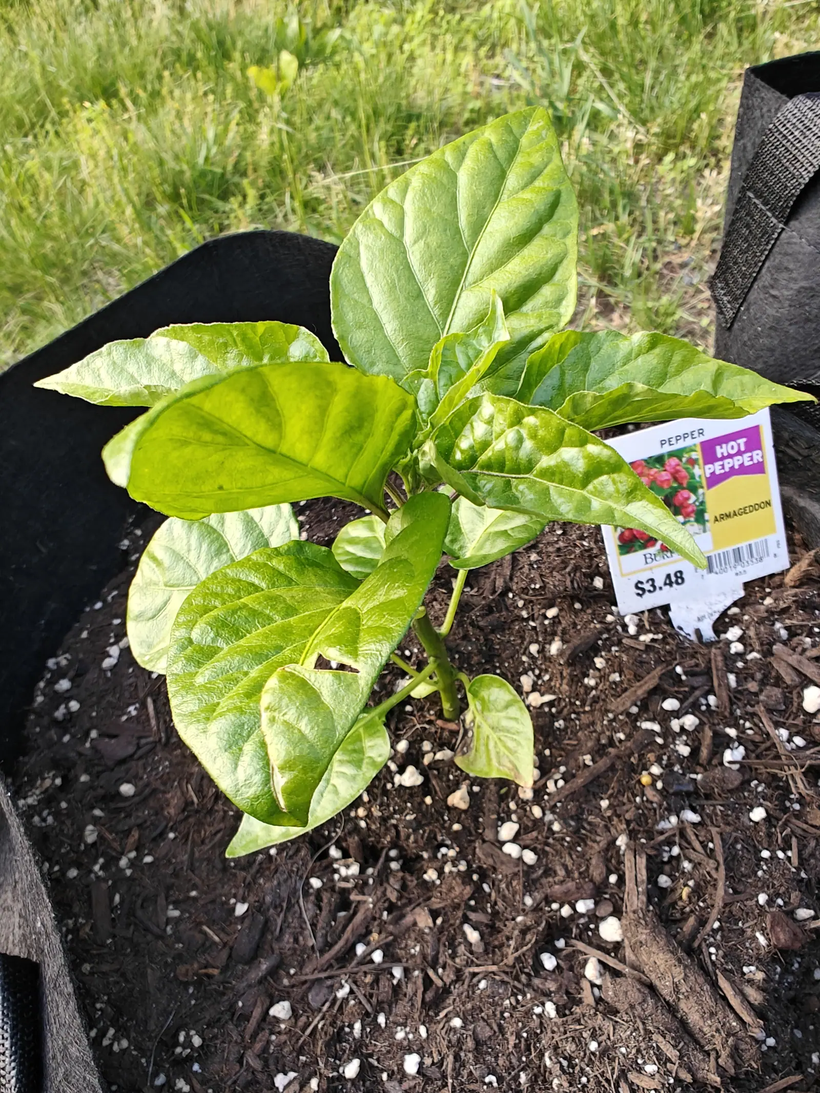 An Armageddon F1 pepper on 5 June, eight leaves quilting up between deeply sunken veins and one small pale bud already tucked into the fork at the top, in sun hard enough to cut the leaf shadows clean into the compost.