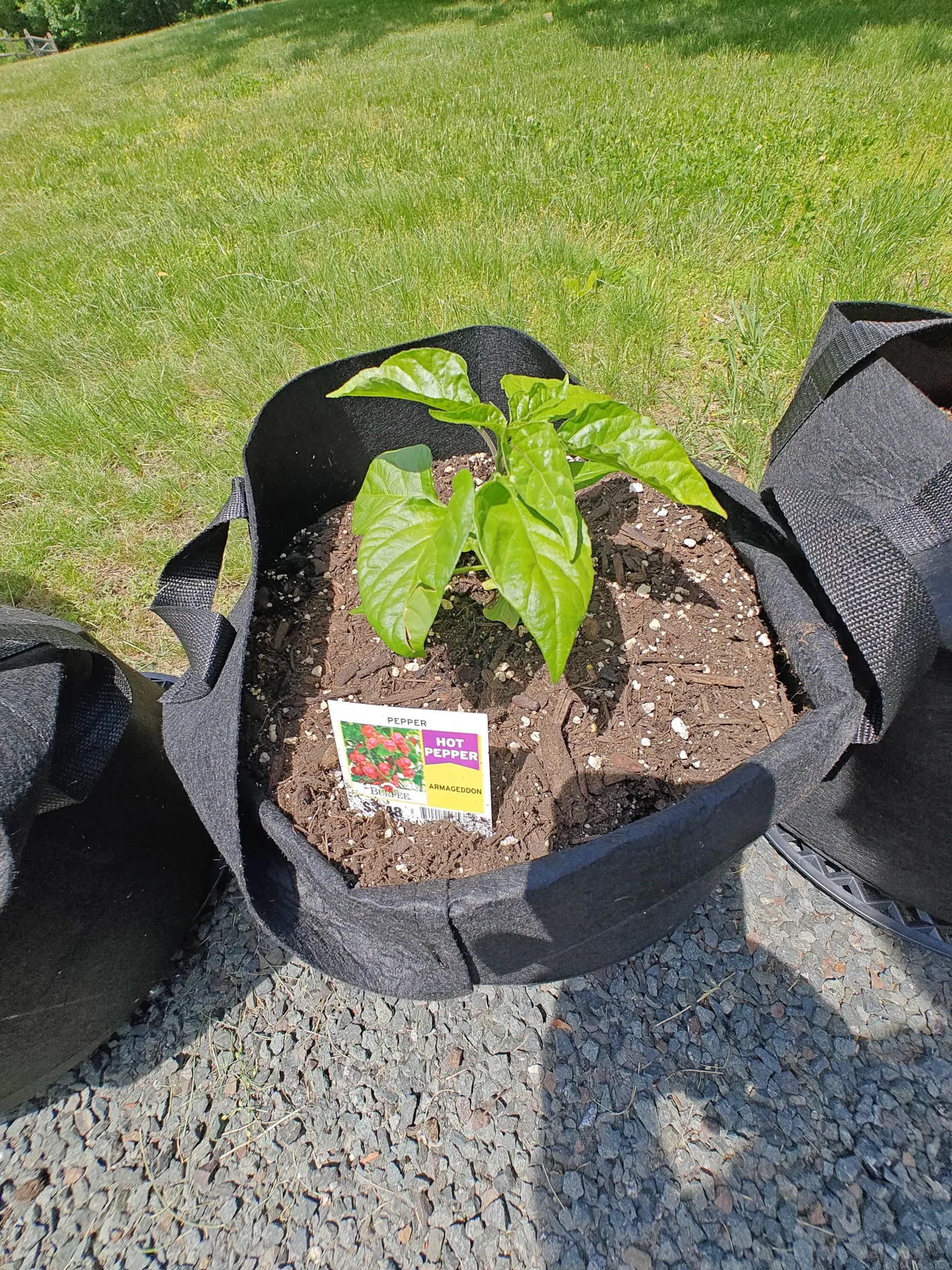An Armageddon F1 pepper on 6 June with the bag collar rolled down around it, ten glossy leaves and no more, standing on a stone apron under full midday sun with a sunlit grass slope rising to a dark treeline behind.