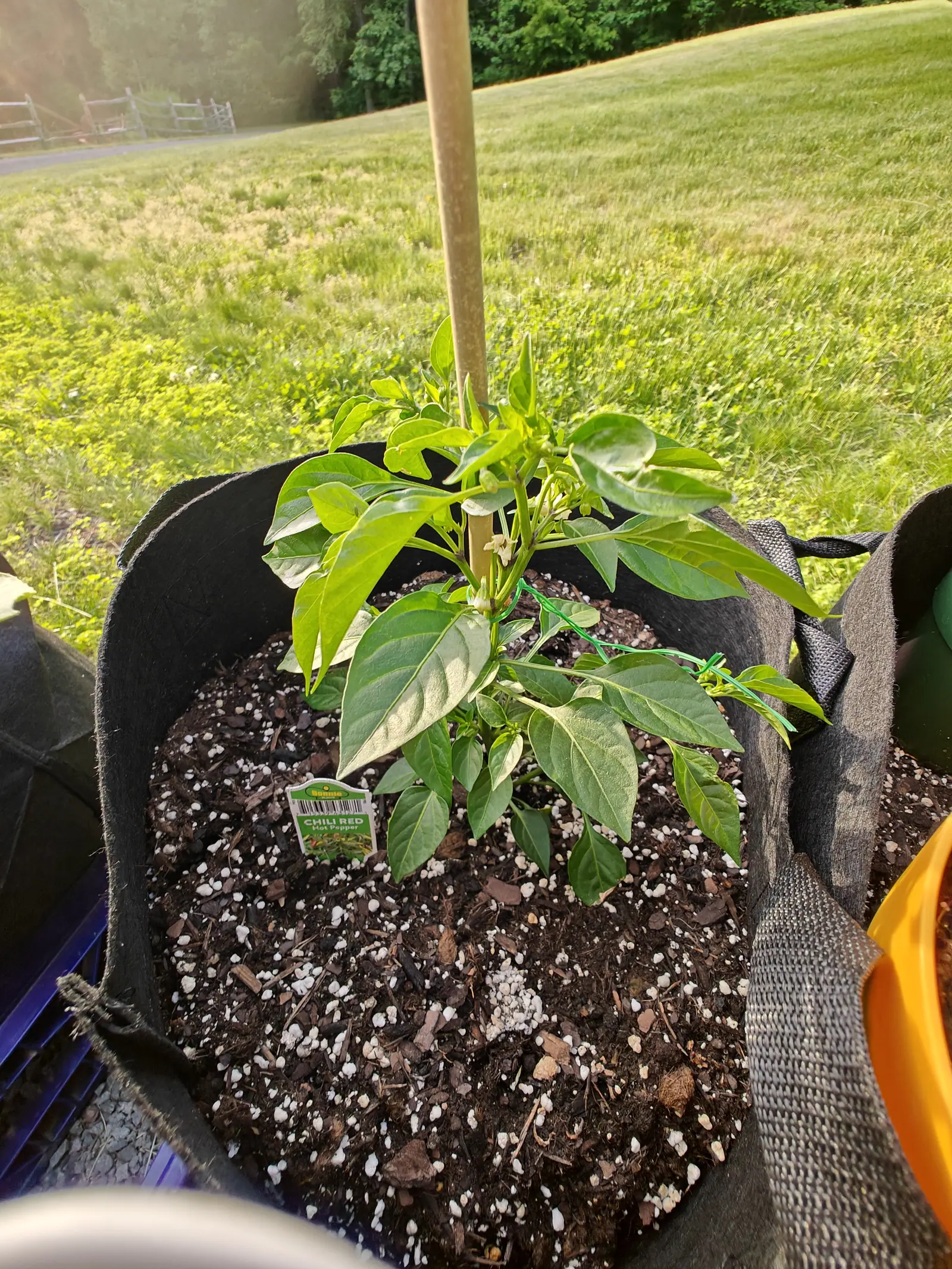 A Chili Red pepper in flower on 5 June, creamy-white blooms nodding from the crown with their lobes bent right back and plump green buds beside them, in low evening sun that flares across one corner of the frame.