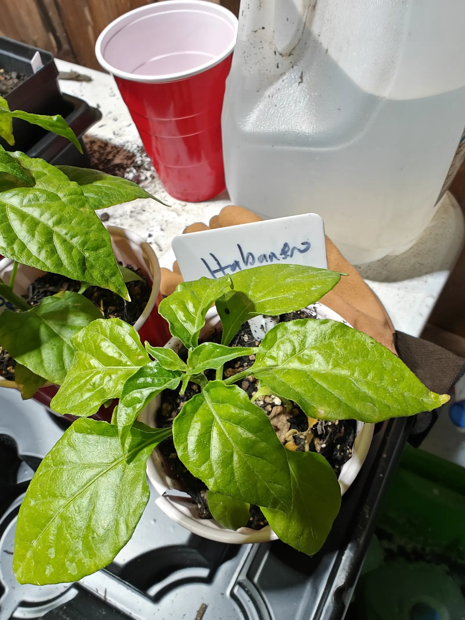 Nine glossy Habanero leaves on 5 June, puckering between deeply sunken veins, potted up on a bench crowded with the job — a jug speckled all over with mix, a crumpled kraft sack, an empty cup pushed aside.