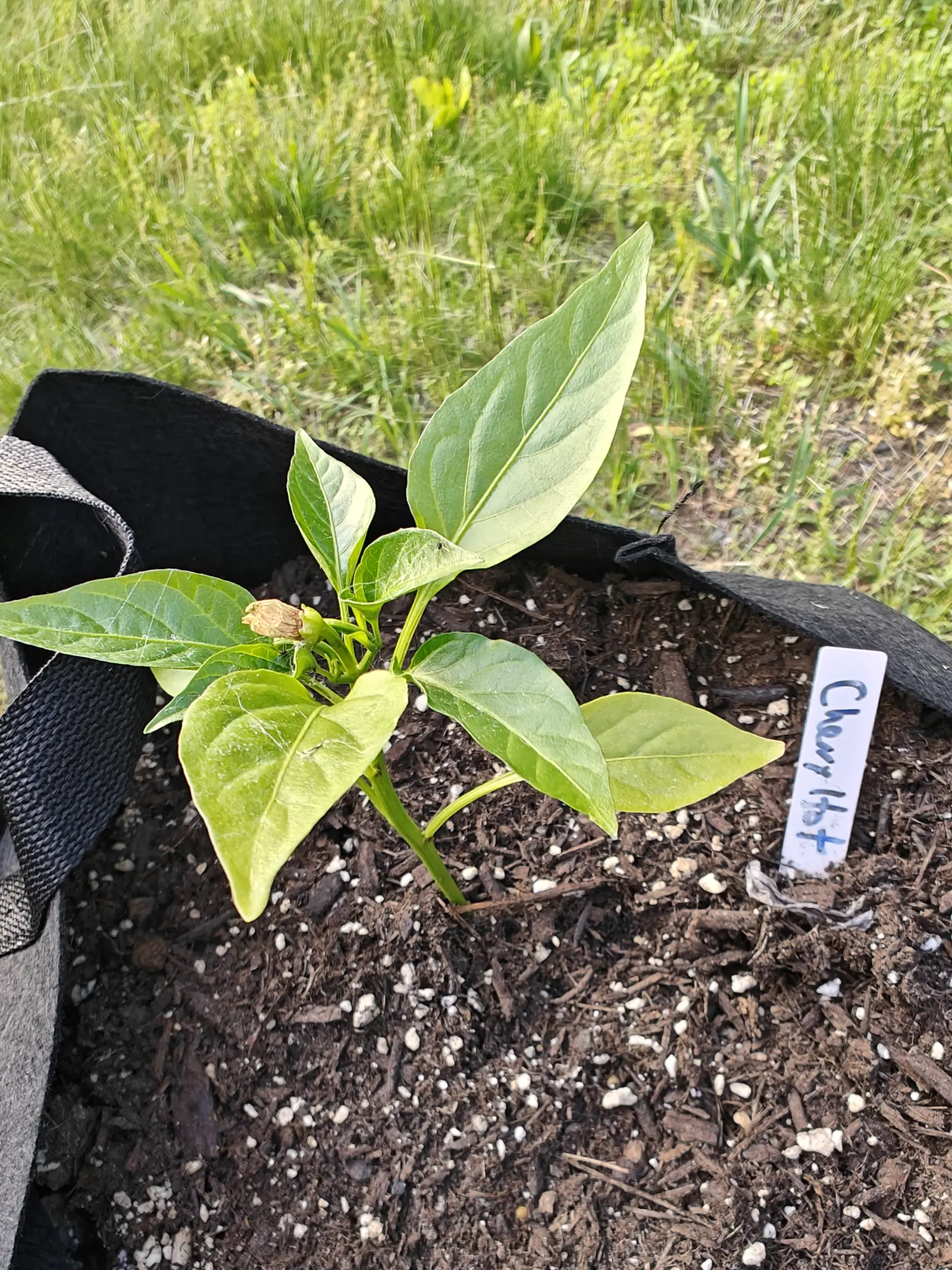 A Cherry Hot pepper on 5 June, its first flower already spent and hanging from the calyx as a papery tan cone with one plump bud beside it, and fine strands of cobweb caught across two of the leaves in hard sun.