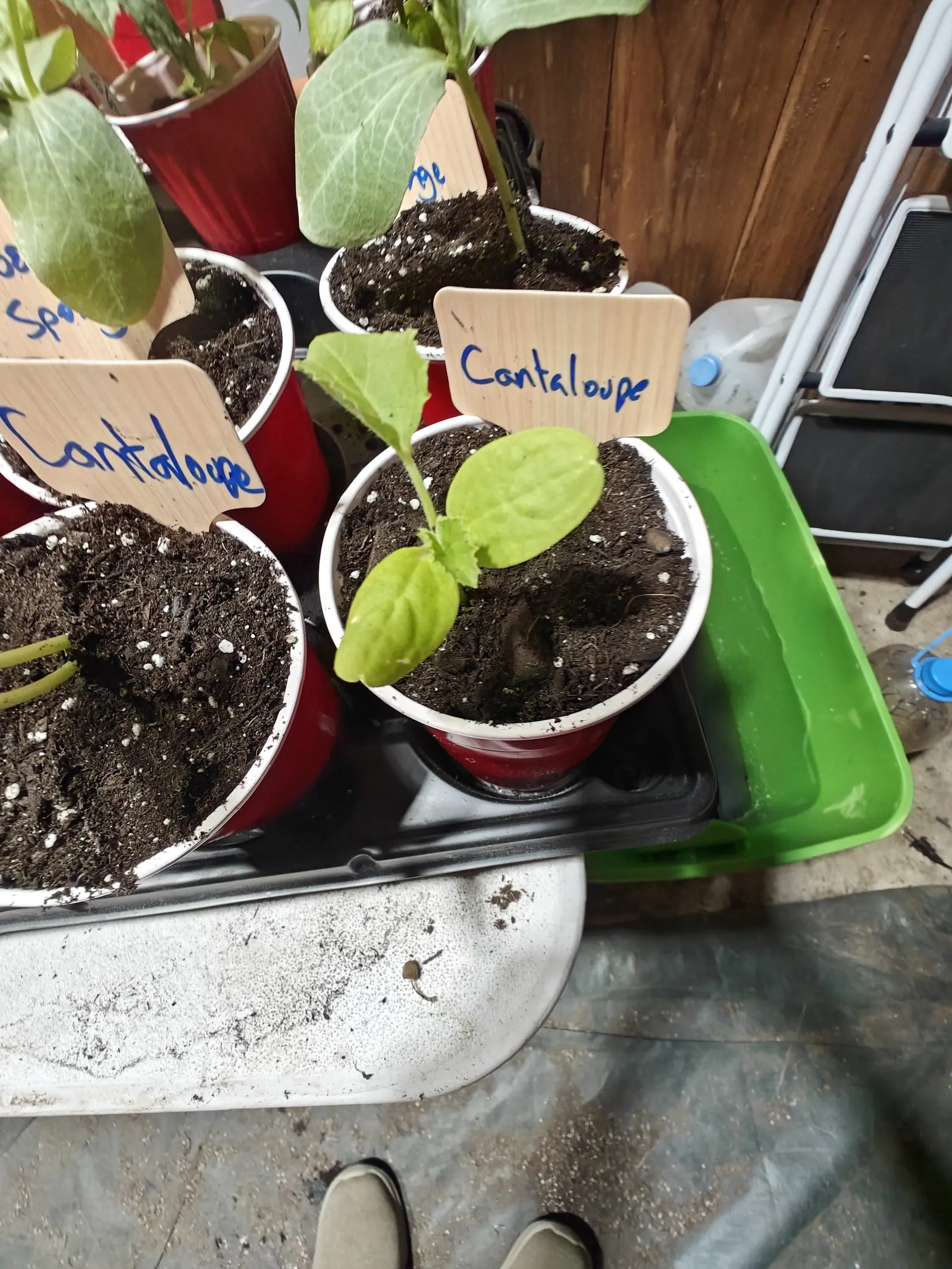 Potting up on 5 June, one seedling in the middle cup with two thick cotyledons and a single lobed true leaf just clear of them, the cup beside it holding nothing but two cut pale stems, and the photographer's shoe toes in frame.