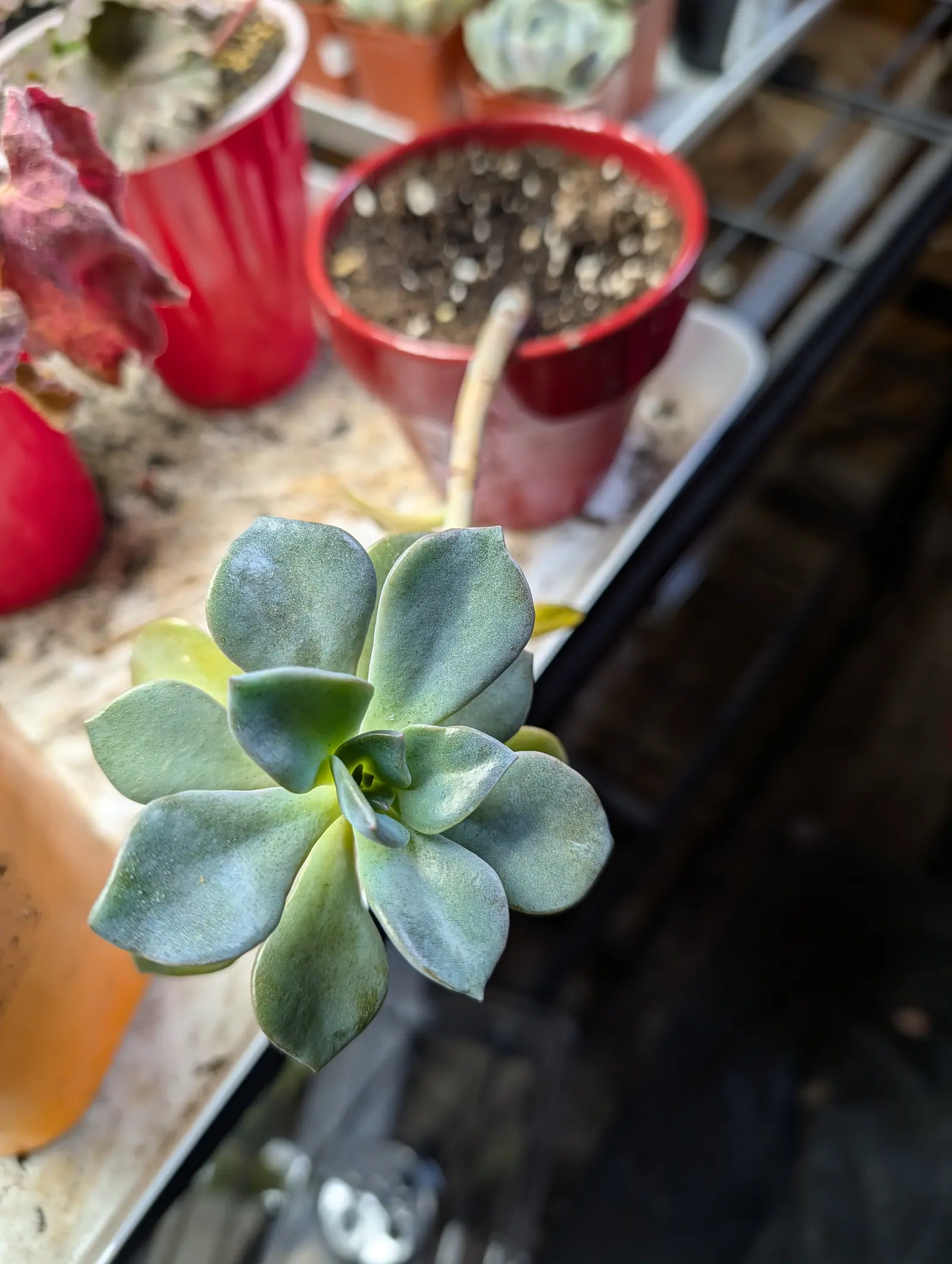 A Graptosedum rosette on 5 August, a dozen plump keeled leaves spiraling out pale blue-green and washing to yellow at the base, their chalky white farina smudged and rub-streaked where handling took it off, in hard direct sun from the left.