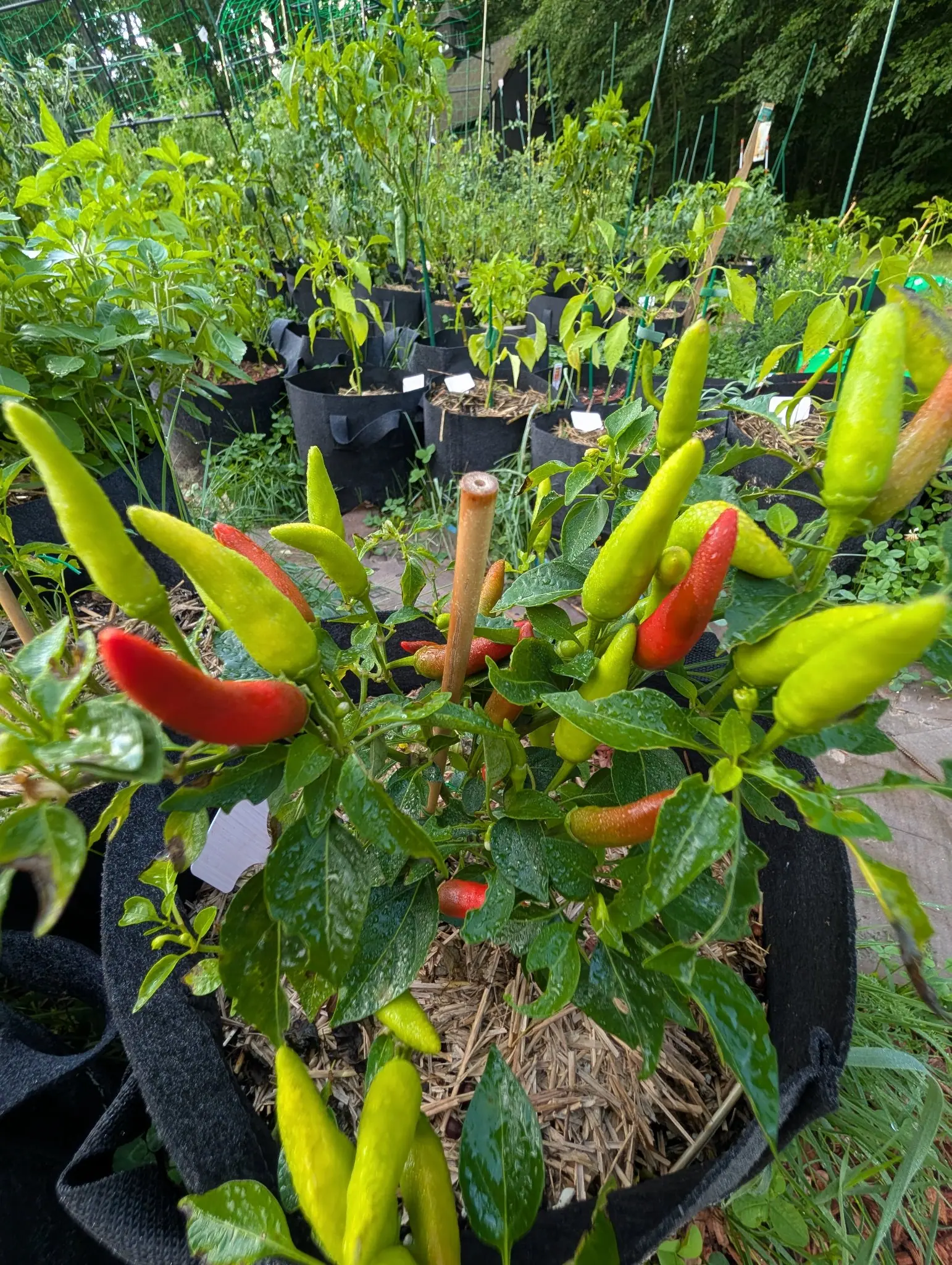 Chili Red peppers on 5 August, twenty and more held erect instead of hanging and running the whole sequence at once, waxy yellow-green through olive and apricot to scarlet striated with fine pale lines, a shingled roof and its louvered cupola behind.
