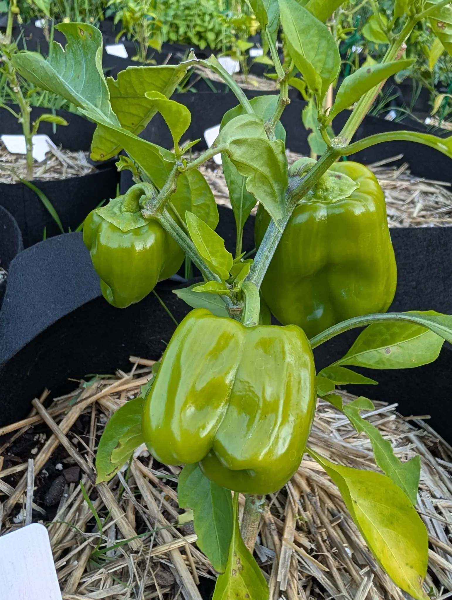 Three Carmen peppers on 4 August, squat and blocky with four rounded lobes down each side divided by deep vertical creases and a puckered lobed blossom end, their broad calyx collars spread flat over the shoulders, a few rain beads left.