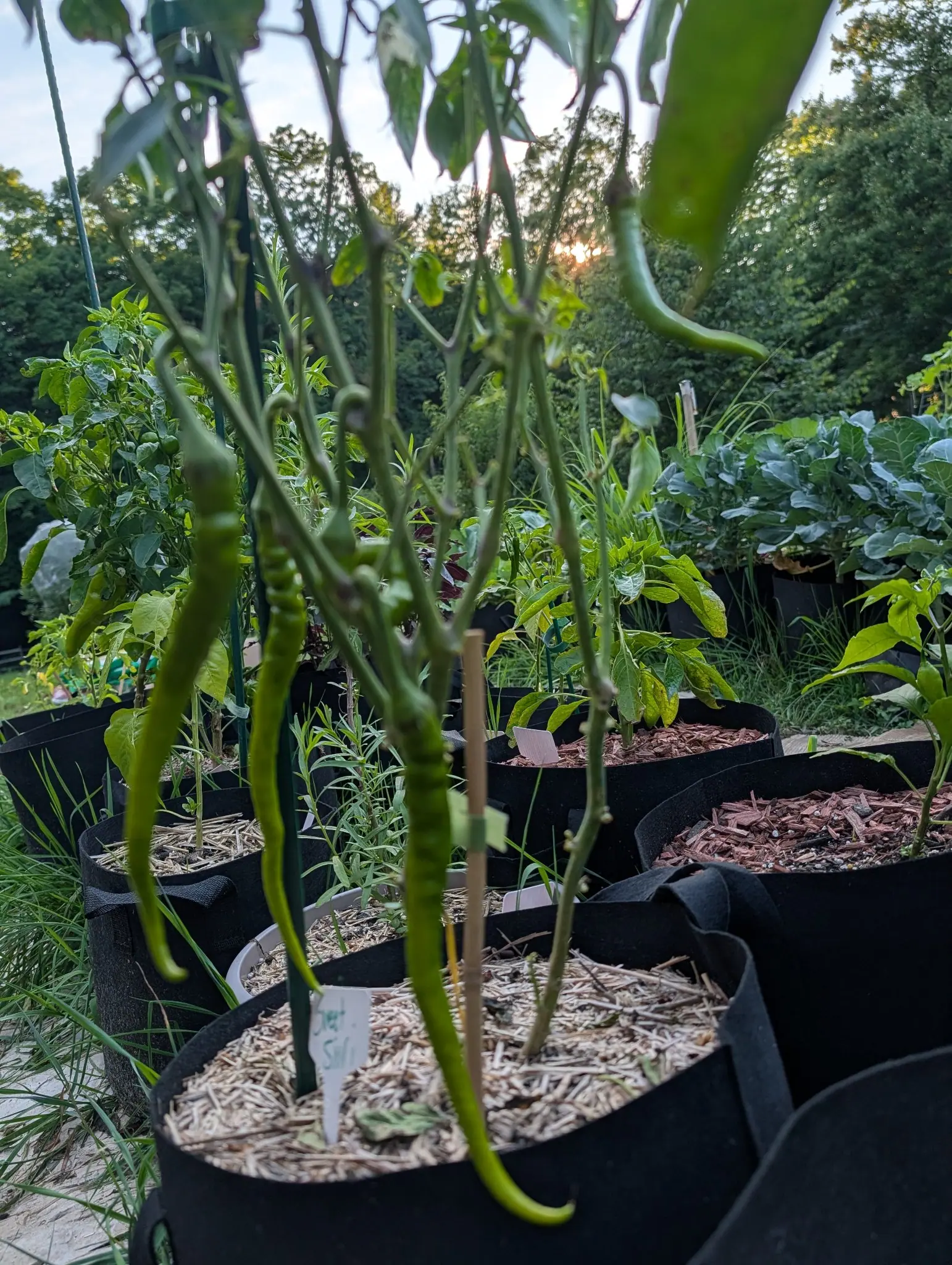 Sweet Sivri peppers on 4 August, hanging dead straight and slender from a plant that has dropped its lower leaves, each pod corrugated down its whole length into irregular ridges and folds, against a sky going low and warm behind the trees.