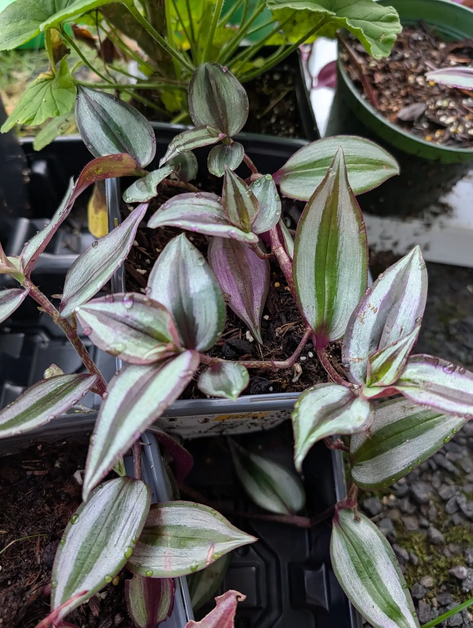 A tradescantia on 5 August, each leaf banded lengthwise green at the center, then broad metallic silver, then a narrow green rim edged fine magenta, the newest still rolled and almost wholly silver-lilac, purple undersides showing where it twists.