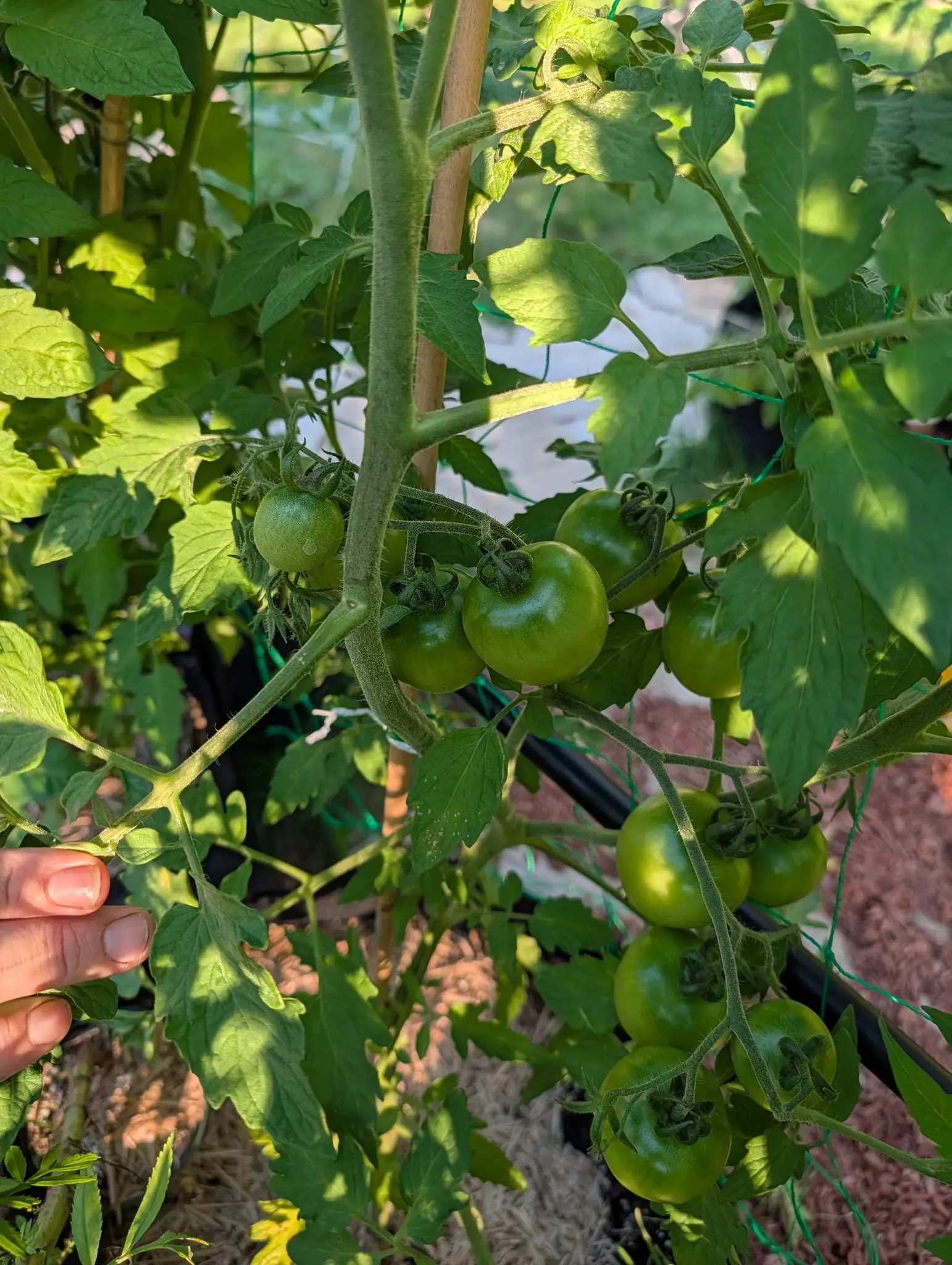 Del Tonet tomatoes on 4 August, fifteen green globes in strings of four and five, each dusted with fine pale hairs and sitting in a calyx whose narrow lobes have twisted into tight hooks, a hand at the corner holding the branch back in dappled sun.