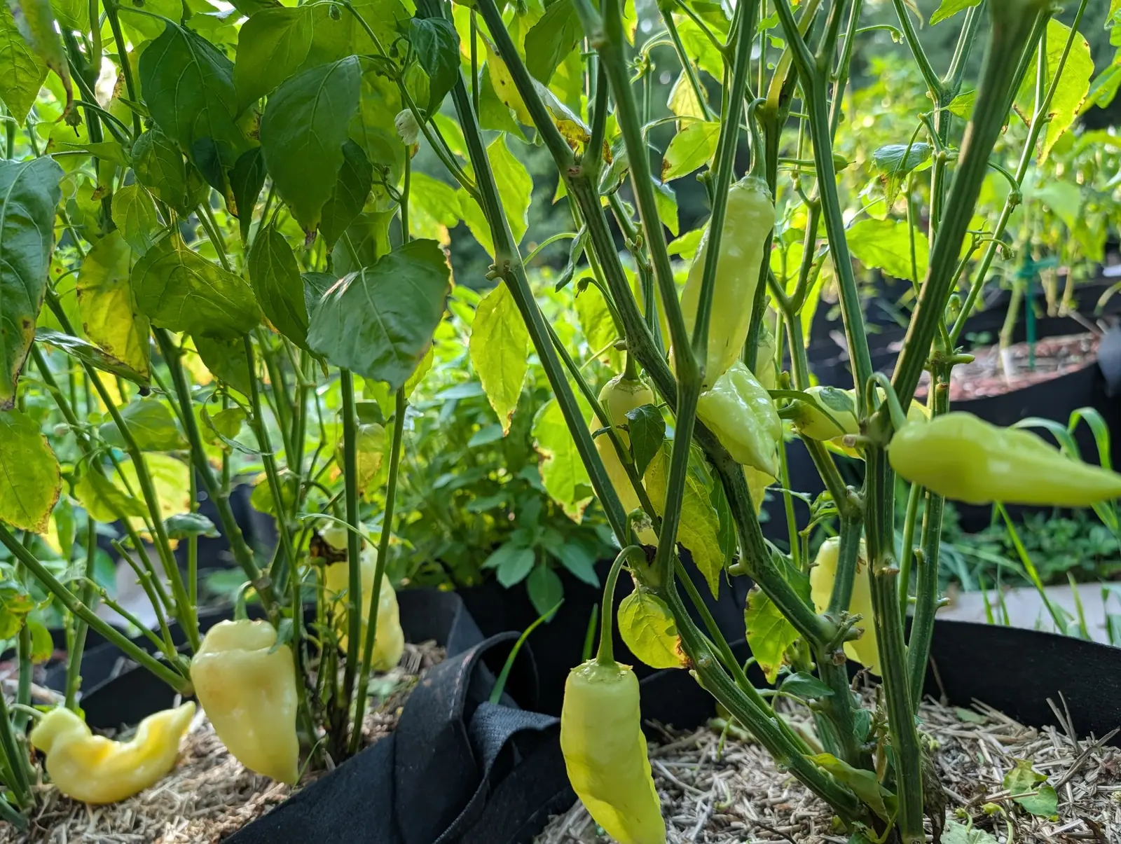 Sugar Rush Peach chilies on 4 August, eight or nine already waxy cream-yellow with no green and no red left anywhere, some hanging straight down and others standing out sideways, on bare leggy stems with low sun coming through from the right.