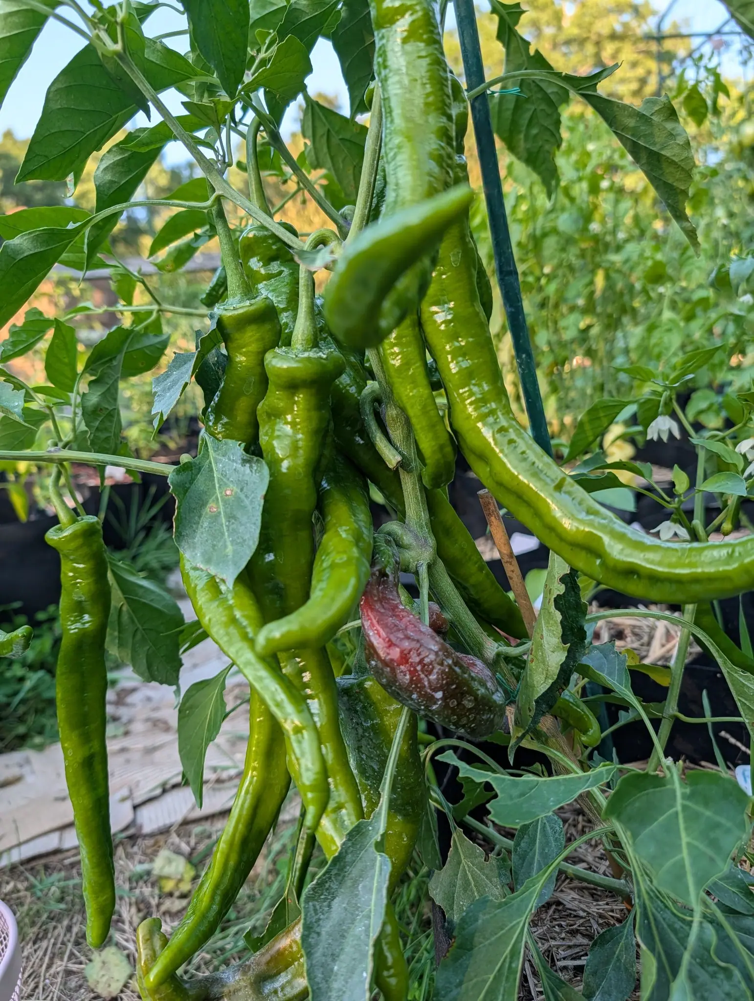 Ristra Cayenne II pods on 4 August, a dozen hanging sinuous and kinked from the leaf axils, one gone scarlet under a dull brown-olive cast and sunken along one flank, with a chalky white spray residue streaked thickest along the leaf veins.