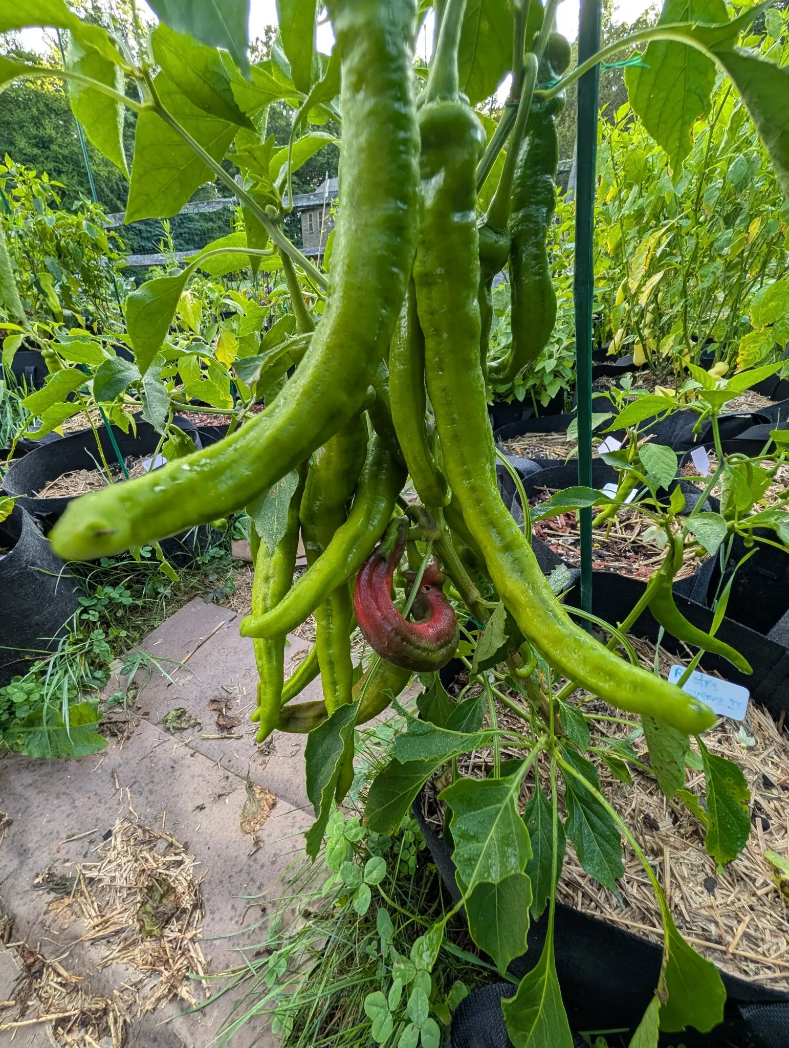 Ristra Cayenne II on 5 August, a curtain of pendant pods seen from underneath, one among them ripened out of sequence and curled to a full hook, olive at the shoulder through maroon to scarlet along its inner curve, one round insect hole at the bend.