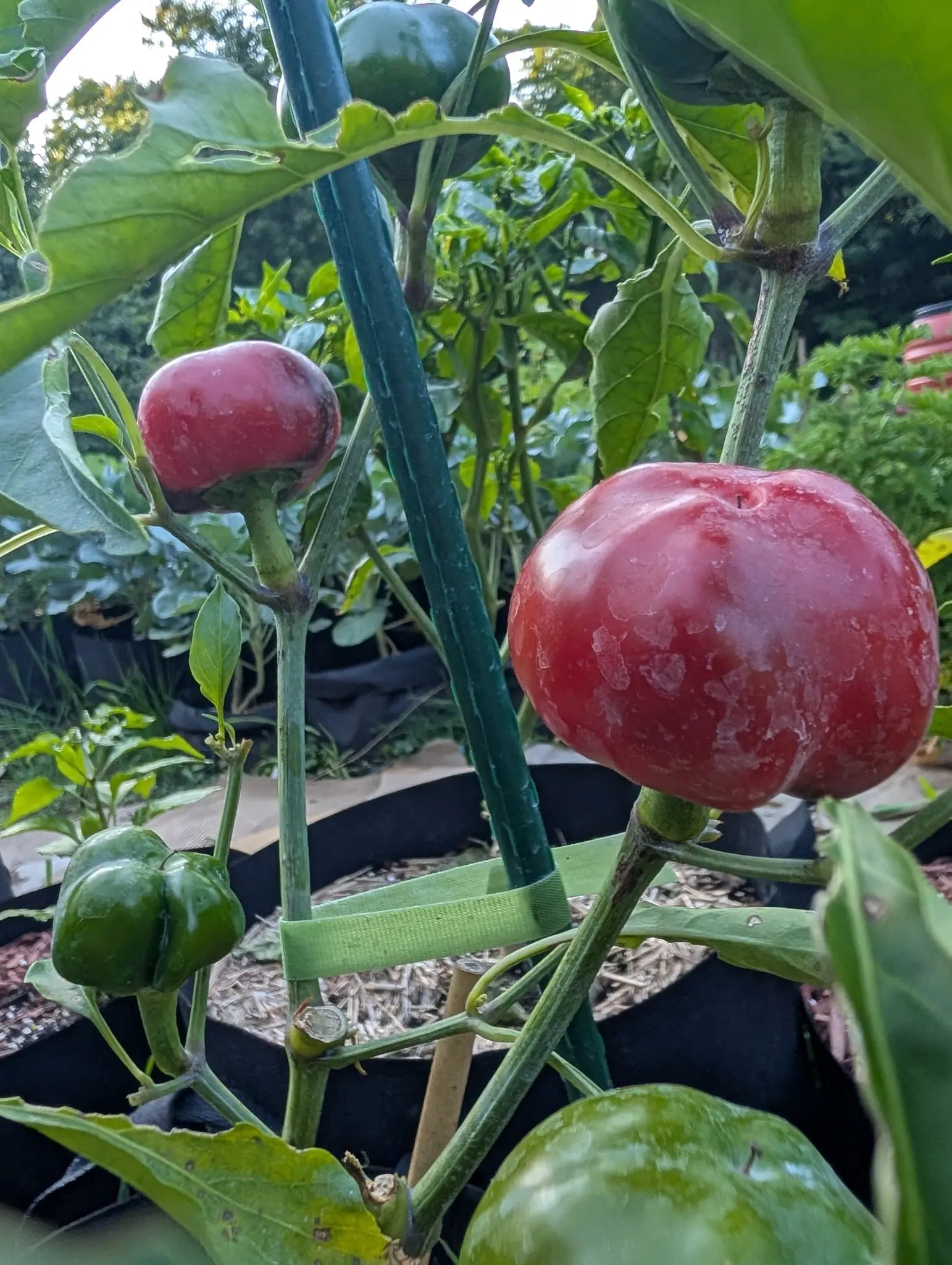 Cherry Stuffer peppers on 4 August, three stages on one bush and all held upright on swollen stalks, one a deep crimson flattened globe blushed paler across the shoulder, one dull rose over dark green, the lowest still green and plainly three-lobed.
