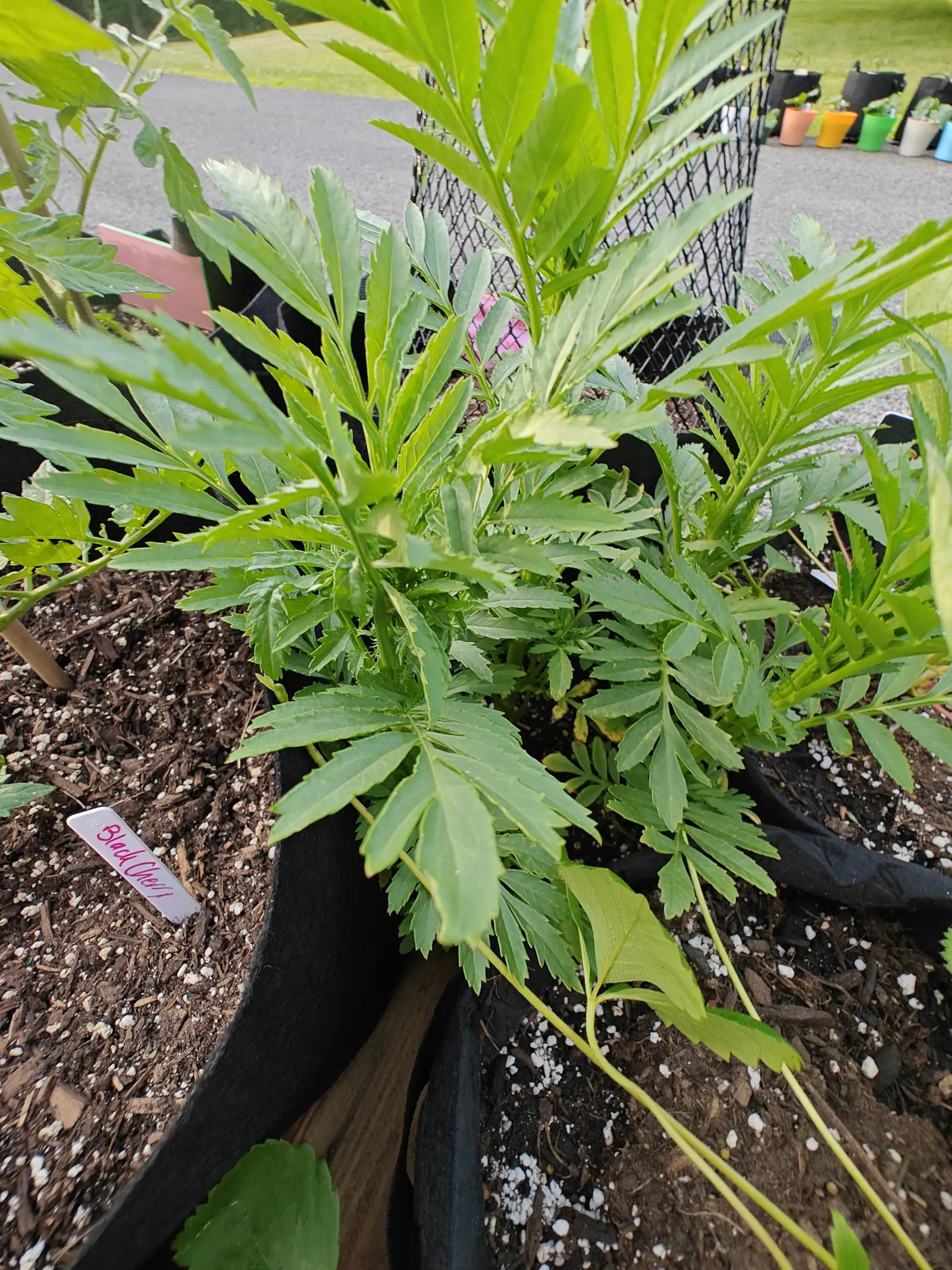 Marigold foliage on 5 June, not a bud anywhere in it — leaflets narrow and sharply saw-toothed with tiny translucent glands beaded along their margins, and a line of bright orange and yellow and blue pots staged on the drive behind.