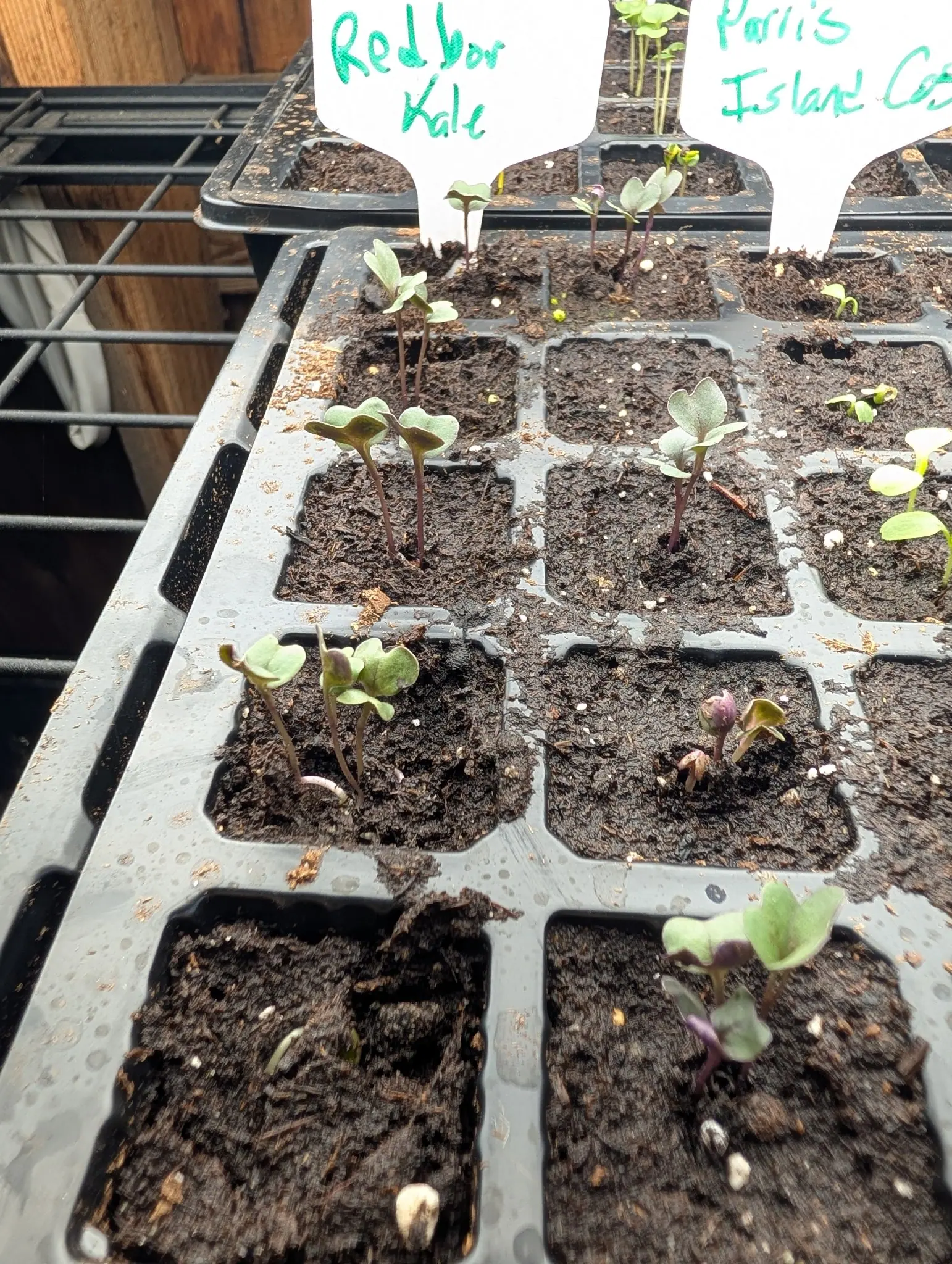 Brassica seedlings on 5 August, every wiry stem flushed deep purple-maroon from the compost right up to the leaf join under dull gray-green cotyledons, and one near the middle heaved out of its cell so a pale white root lies bare on the surface.